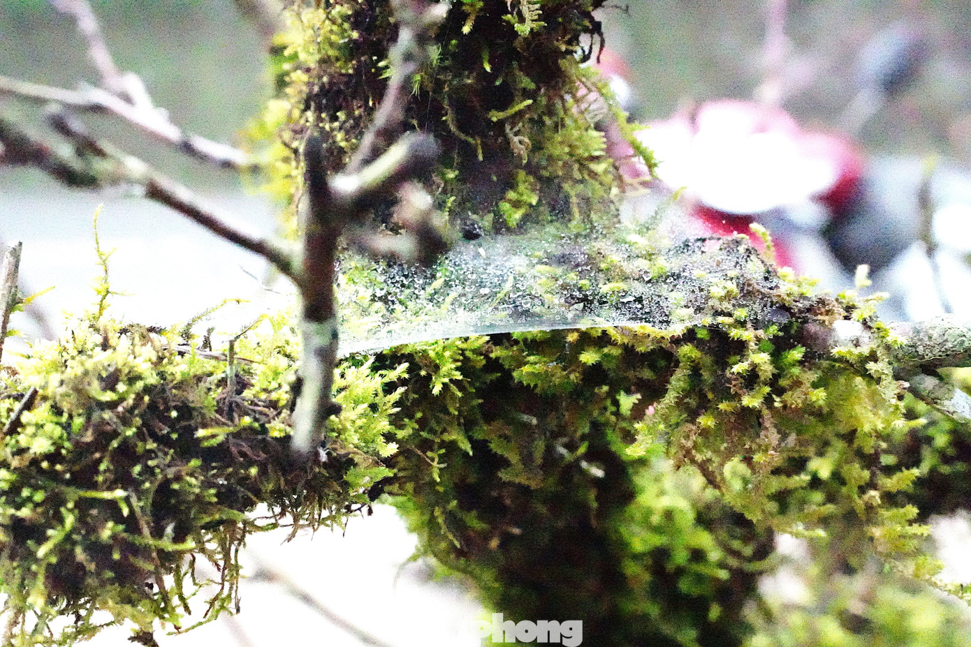 Đào cổ được cuốn rêu xanh vừa tăng thẩm mỹ, vừa cấp ẩm cho cây. Những người bán hàng cho biết, chỉ cần đảm bảo cấp ẩm, rêu sẽ xanh tươi quanh năm trên thân cây.