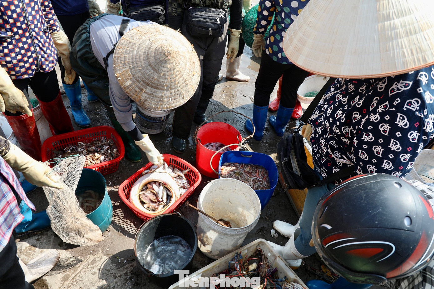 Hàng vào tới mép nước, cả chục thương lái đã vây kín. Hầu hết, các thương lái sẽ tự phân loại và thu mua trực tiếp.