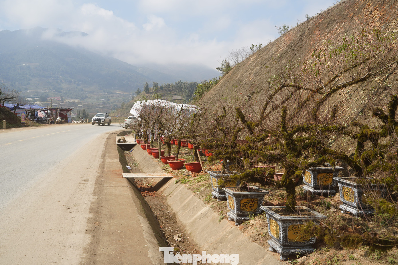 Trên quốc lộ 4D địa phận thị xã Sa Pa (Lào Cai) đã xuất hiện nhiều điểm bán đào dáng cổ thụ, gốc phủ đầy rêu mốc, xù xì.