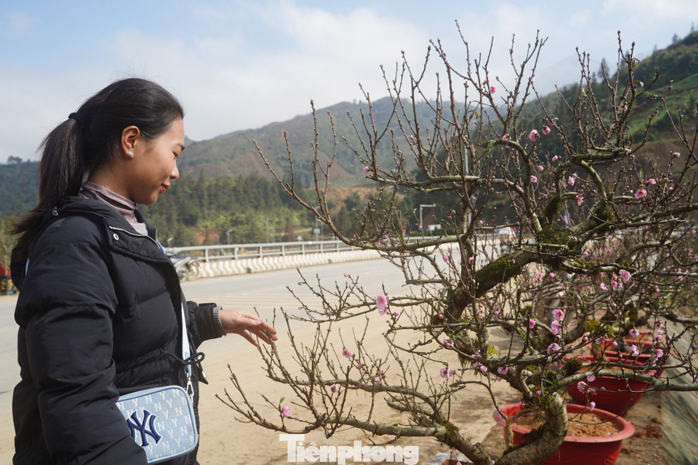 Chị Cù Thị Xuân - người bán đào - cho biết, đào cổ cuốn rêu được nhập từ nhiều nhà vườn tại các xã Trung Chải, Tả Phìn, Ngũ Chỉ Sơn, Mường Hoa và phường Ô Quý Hồ, Hàm Rồng (thị xã Sa Pa). Hợp khí hậu mát mẻ trên vùng cao, nên đào nở đẹp, cánh hoa dày, nụ hoa to hơn so với những loại đào khác.