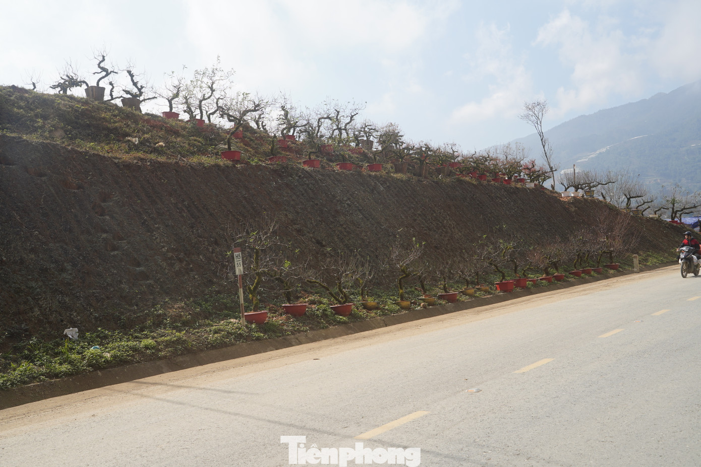 Đào được bày quanh khoảng đồi ở hai bên đường.