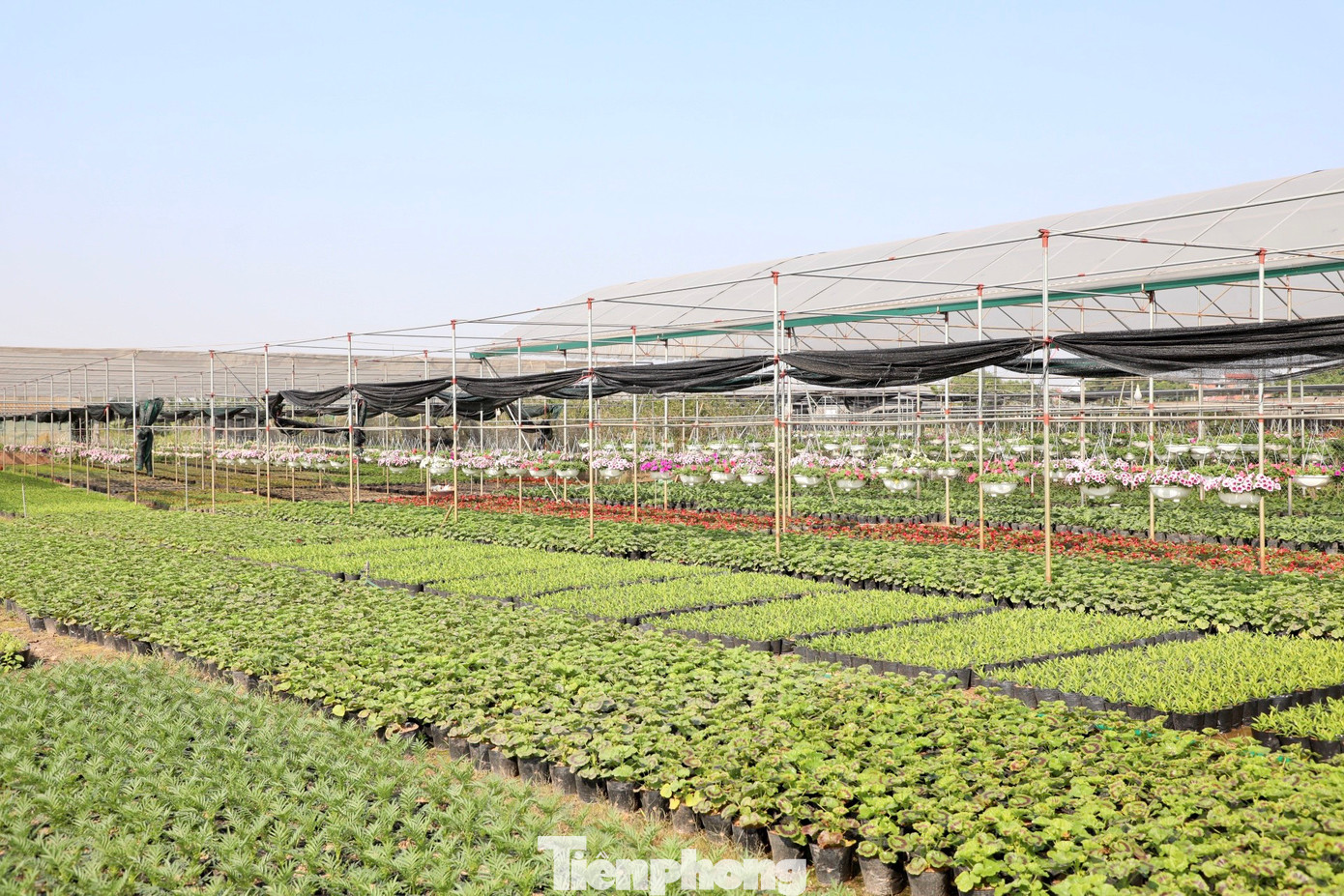 Những cánh đồng hoa rộng mênh mông, bát ngát. Anh Hoàn, chủ nhà vườn Hoàn Lụa, có diện tích hơn 1 mẫu ruộng trồng hoa tại Xuân Quan chia sẻ: "Tôi thấy thời tiết năm nay khá thuận lợi cho trồng hoa. Lạnh nhưng có nắng hanh thì cây vẫn phát triển tốt, nhất là hoa dạ yến thảo, rất ưa nắng hanh. Chỉ mong mưa thuận gió hoà, thời tiết thuận lợi để hoa nở đẹp và được giá".