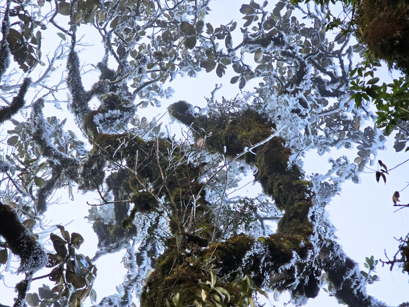 Lớp băng dày bám chặt vào từng nhành cây. Ảnh: Giàng Hạnh Phúc.