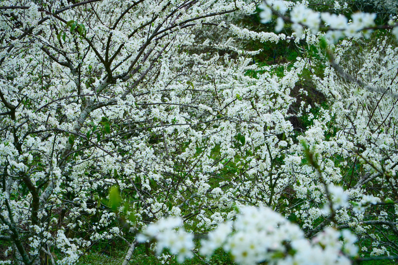 Những vườn mận già, gốc xù xì nhưng cành trĩu trịt hoa, từng chùm nhỏ li ti đan vào nhau, rung rinh trong gió sớm.