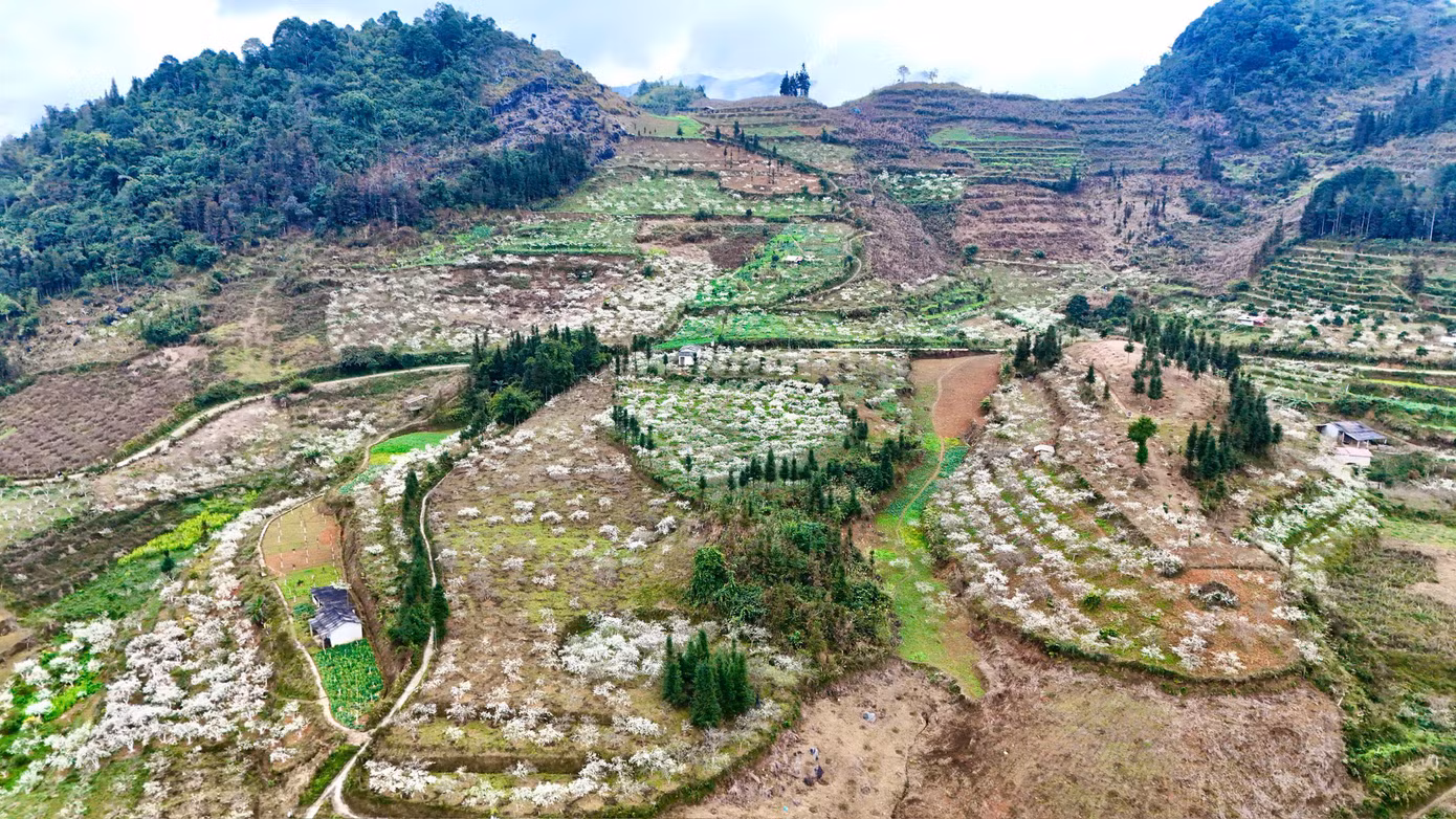 Dịp này, trên các cung đường của huyện Bắc Hà, qua các xã như Bản Phố, Tả Chải, Na Hối, Lầu Thí Ngài, hoa mận nở rộ, nhuộm trắng cả một vùng trời Tây Bắc.