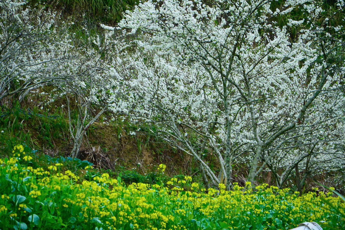 Những vườn mận già, gốc xù xì nhưng cành trĩu trịt hoa, từng chùm nhỏ li ti đan vào nhau, rung rinh trong gió sớm.