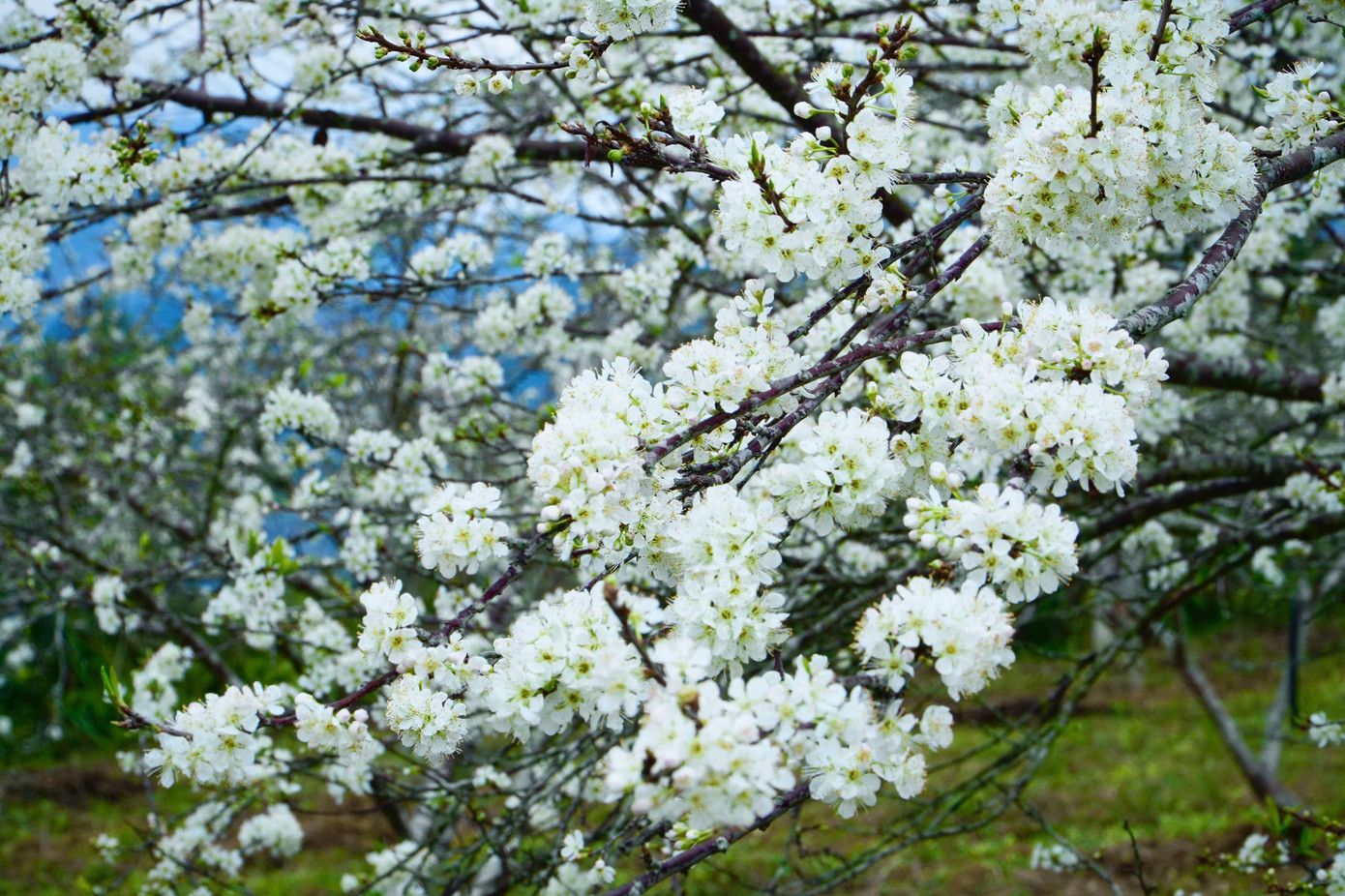 Mùa hoa mận nở rộ vào cuối tháng 1, đầu tháng 2. Hoa nở kéo dài gần một tháng, nhưng đẹp nhất là những ngày đầu xuân, khi cả vùng cao nguyên chìm trong sắc trắng tinh khôi.