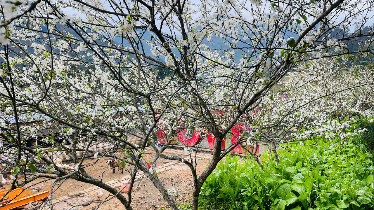 Dịp này, Bắc Hà bước vào giai đoạn cao điểm du lịch. Nhiều homestay kín phòng do lượng khách đổ về đông. Anh Huy Trung, chủ một homestay tại Bắc Hà cho biết du khách không chỉ đến chiêm ngưỡng hoa mận mà còn nán lại để tham gia các lễ hội truyền thống như lễ hội xuống đồng, lễ hội nhảy lửa, lễ hội hoa lê… Khi mùa hoa mận Tam Hoa (giống mận trồng phổ biến tại Bắc Hà) khép lại, hoa mận Tả Van (trồng phổ biến tại Sa Pa) sẽ vào độ rộ. Dự báo, lượng khách du lịch về Lào Cai những ngày tới tiếp tục tăng mạnh.