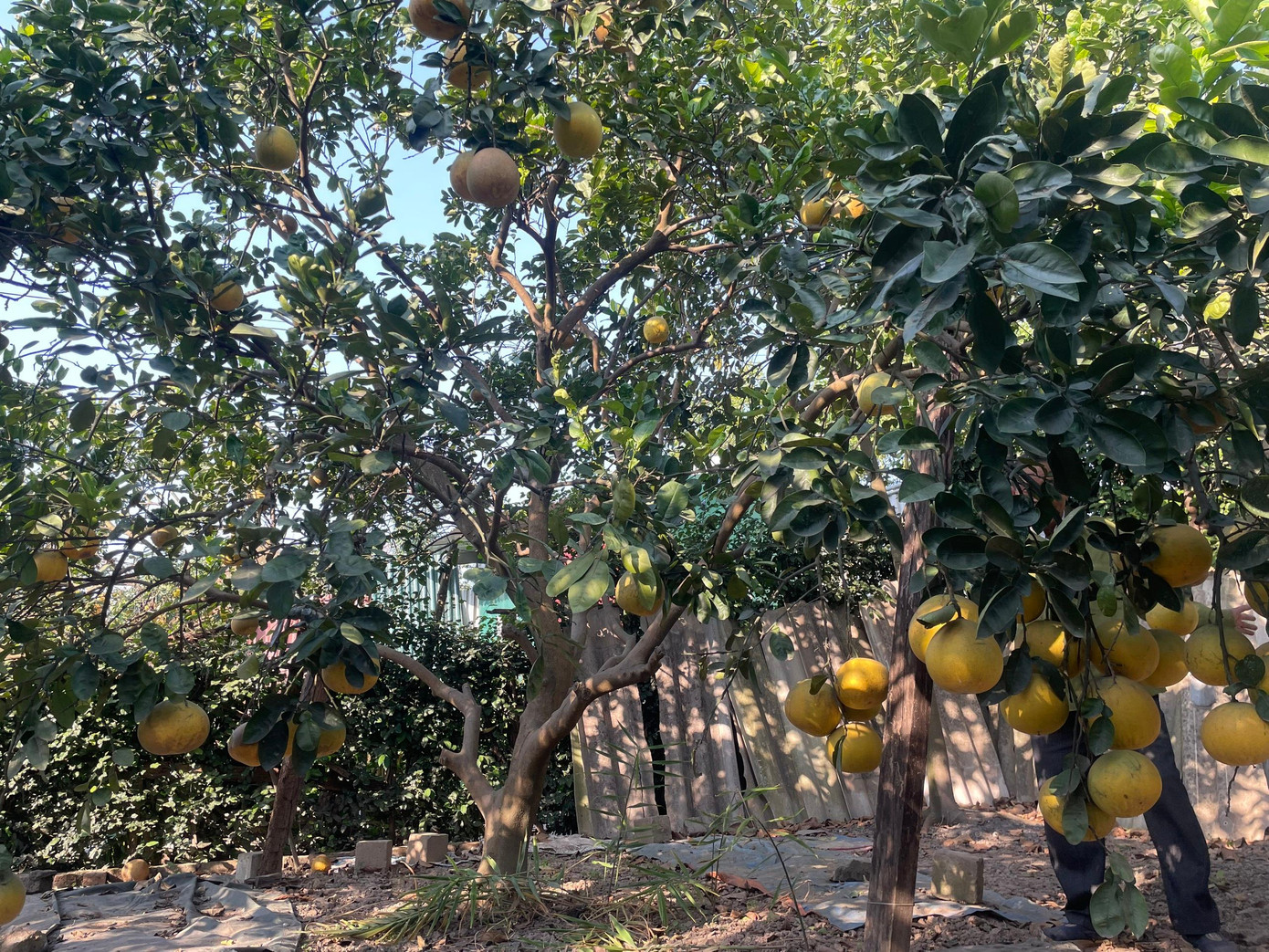 Năm ngoái, 20 gốc bưởi vườn nhà ông Như sai trái, cho ra khoảng 3.000 quả nhưng năm nay, mùa thu hoạch này chỉ được 2.000 quả.