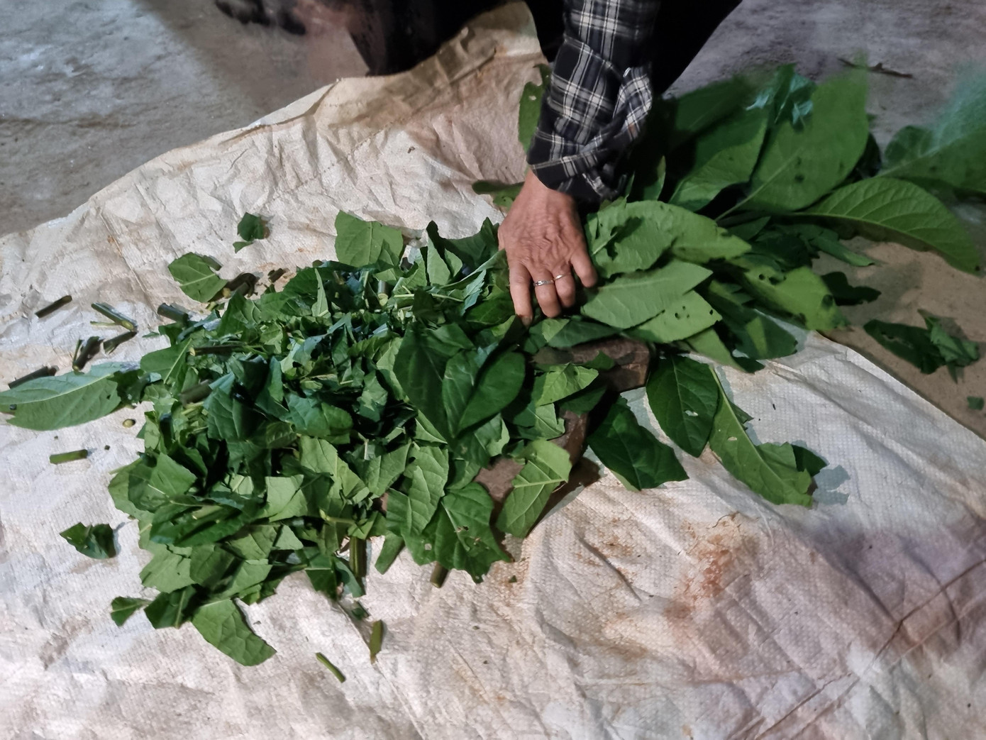 Bà Mẩy cho biết, bài thuốc tắm được kết hợp từ 20-25 vị thuốc gồm những cây dược liệu tốt cho da như kim ngân, thìa là, lá khế, hoàng bá nam và long não; vị thuốc tốt cho xương khớp như thanh táo, thổ linh, thiên niên kiện, đào rừng, bách quả, vị thuốc có tác dụng cho đường tiêu hóa như sa nhân, sả, hồi, quế, thủy xương bồ, màng tang, mạn khâu tử...