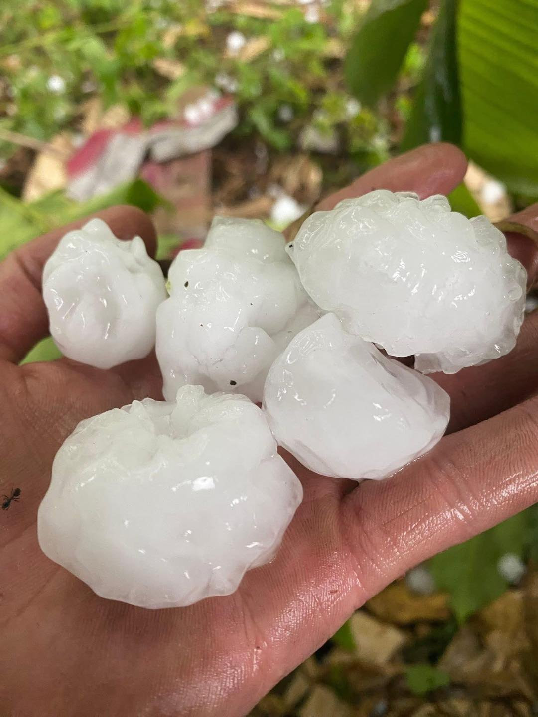 Mưa đá to, có đường kính từ 1 - 3 cm.