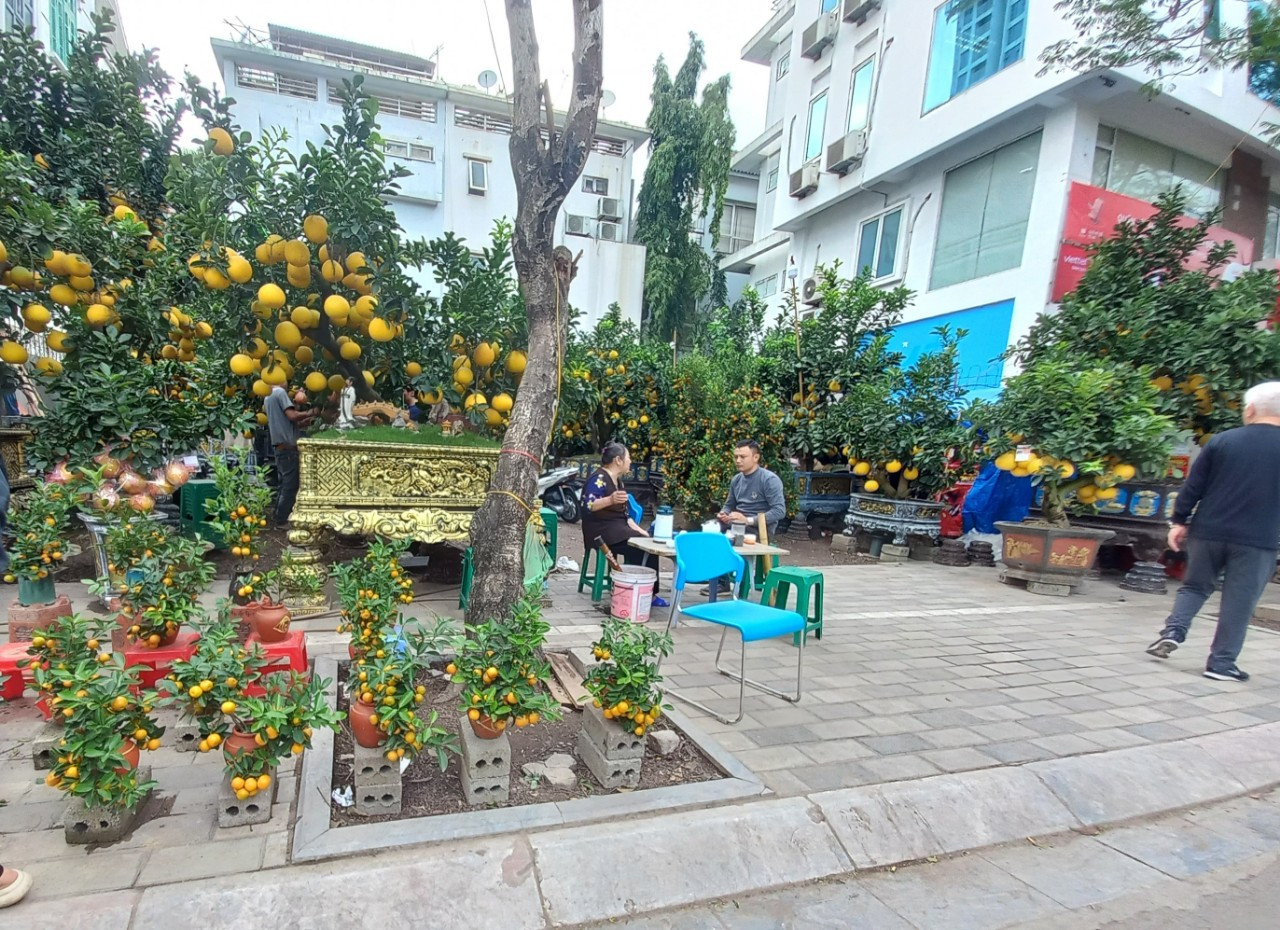 Bày cây cảnh tràn lan trên vỉa hè