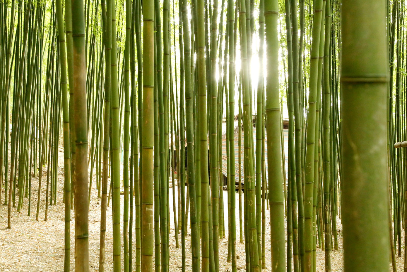 Những tia nắng mặt trời xuyên qua từng kẽ lá, tạo nên những vệt sáng lung linh nhảy múa trên nền đất.