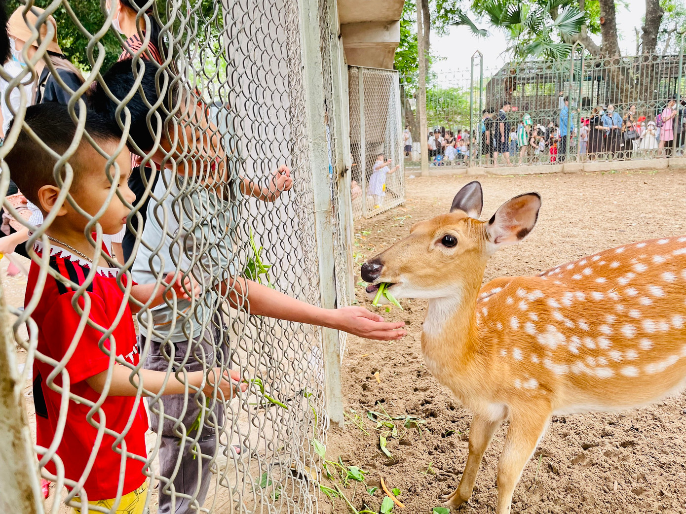 Việc cho thú ăn là hoạt động vui thích của trẻ khi đến công viên Thủ Lệ