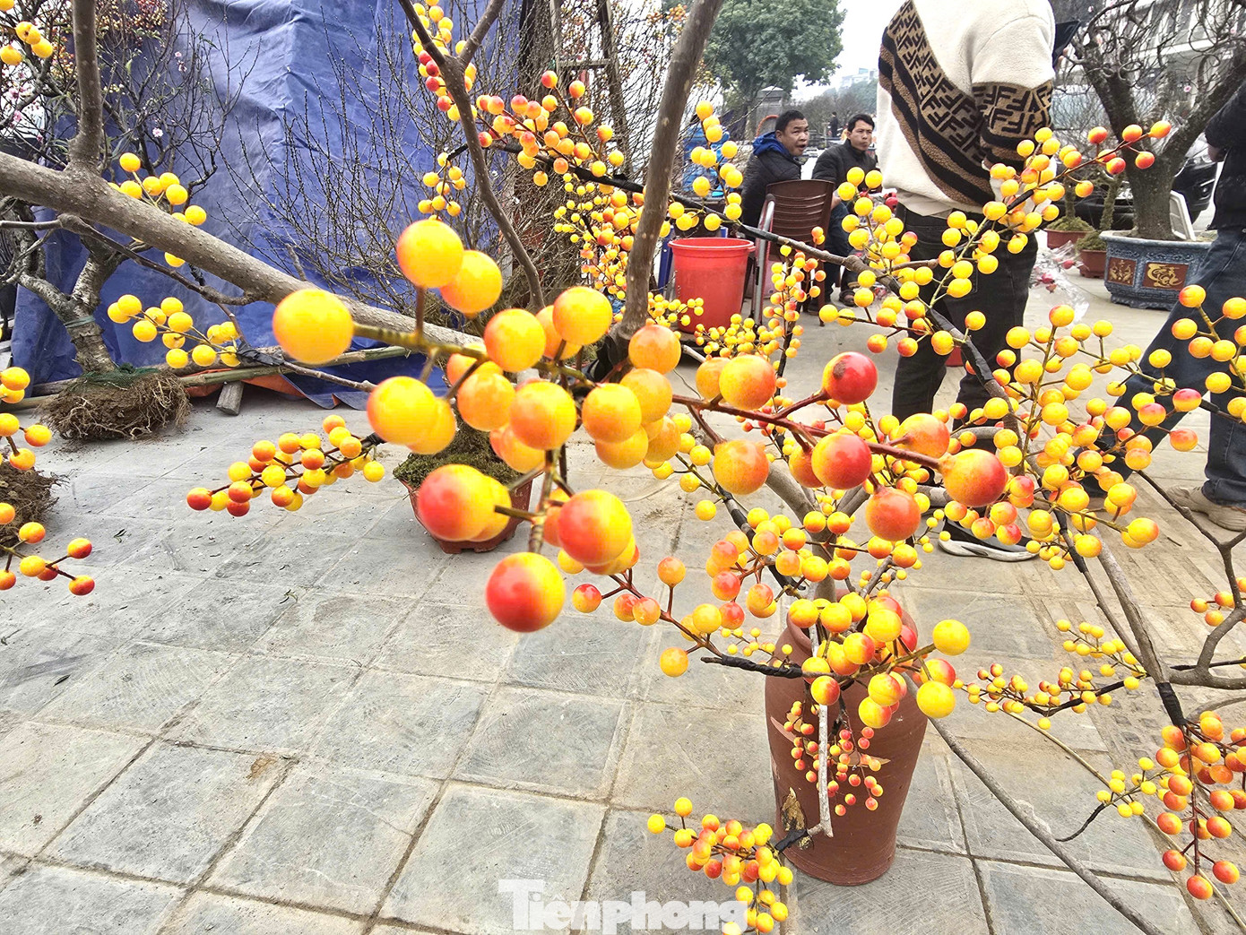 Những cành lựu, đào đông trang trí được nhiều khách hàng ưa chuộng.