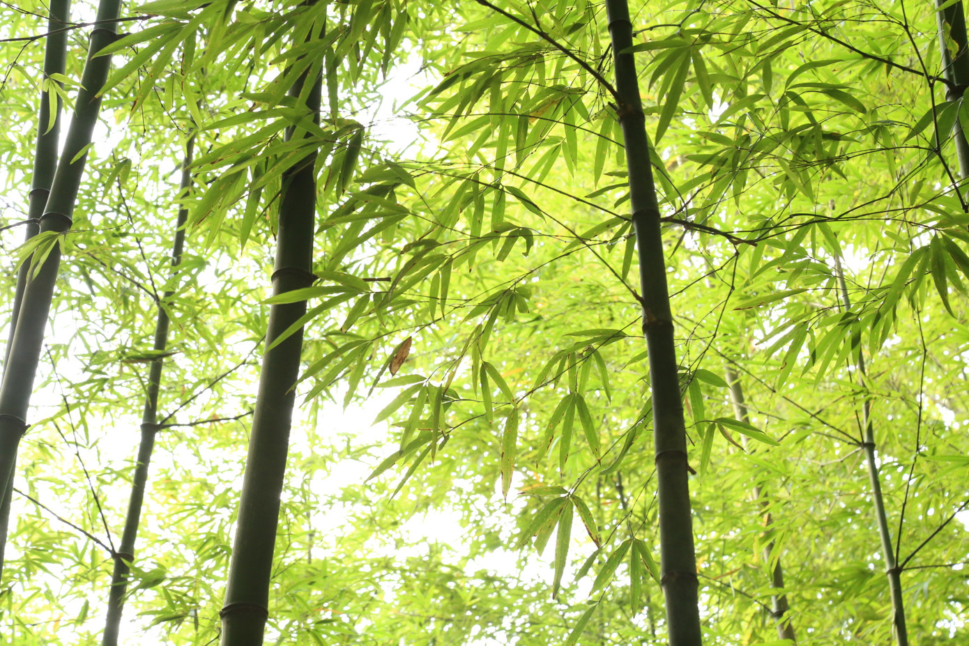 Những tán lá trúc dày đặc đan xen vào nhau, mỗi khi gió thổi qua lại vang lên âm thanh xào xạc nhịp nhàng, như một bản nhạc của núi rừng. Tiếng lá lay động hòa cùng tiếng chim hót líu lo trên những ngọn trúc cao vút, tạo nên không gian bình yên, thư thái.