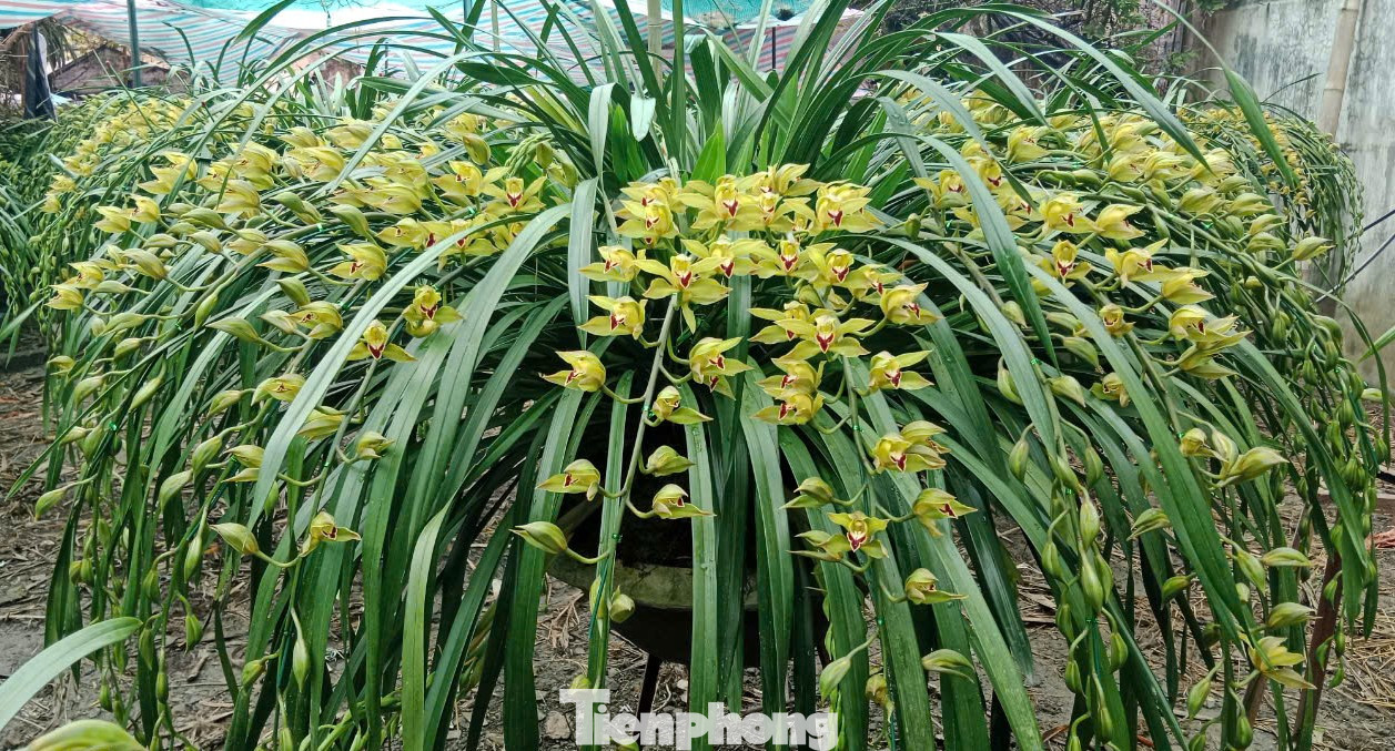 Tương truyền, vua Trần Anh Tông ngủ mơ thấy được xem một loài địa lan lạ, hoa rất đẹp và thơm. Khi tỉnh giấc, có người mang tiến vua một chậu lan như trong giấc mộng. Loài lan quý được mang tên địa lan Trần Mộng.