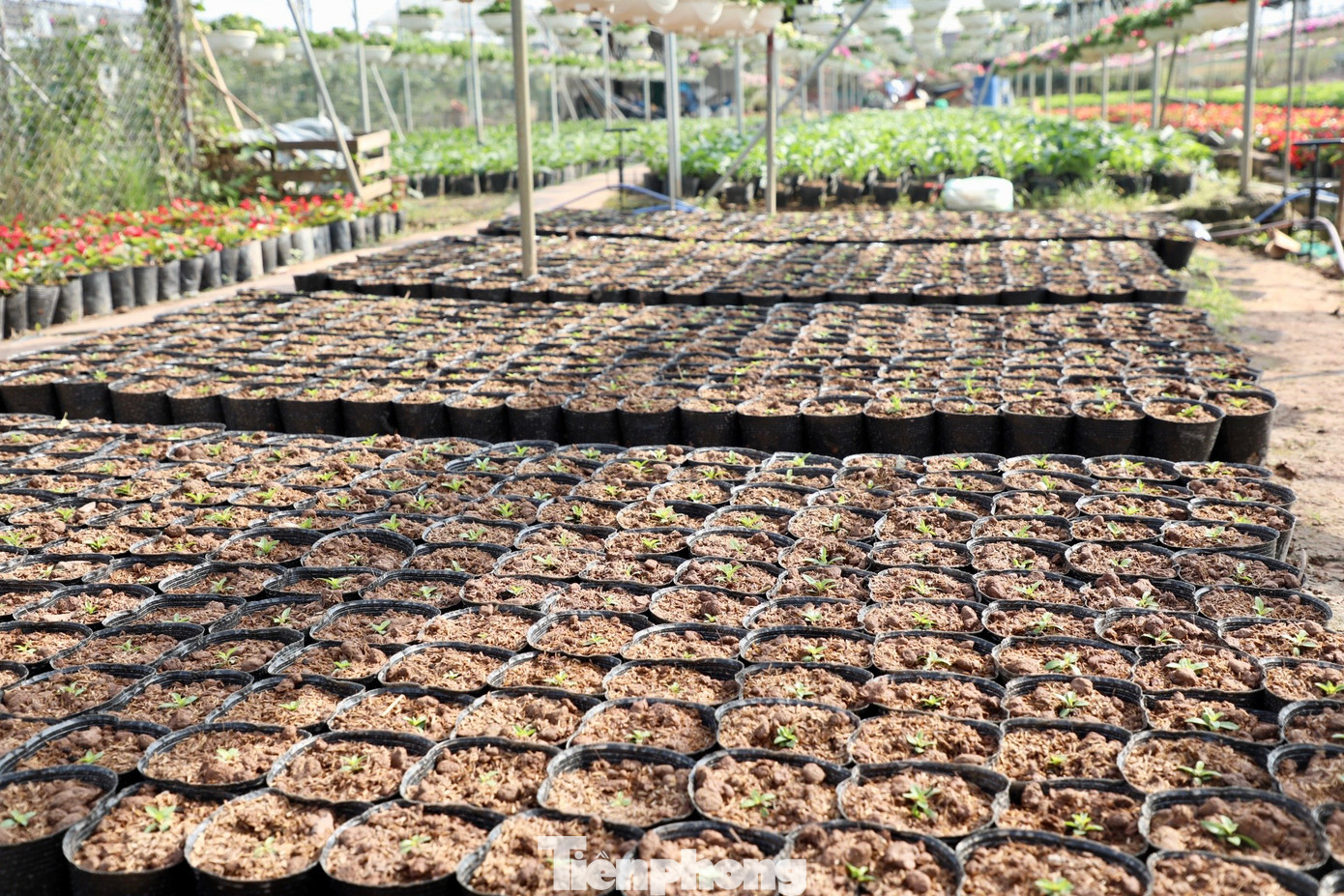 Theo ghi nhận, làng hoa Xuân Quan chủ yếu trồng những loại hoa truyền thống. Đối với những loại hoa đắt tiền như phong lan, đỗ quyên thế, trà cổ thụ… không nhiều nhà trồng vì đòi hỏi vốn lớn.