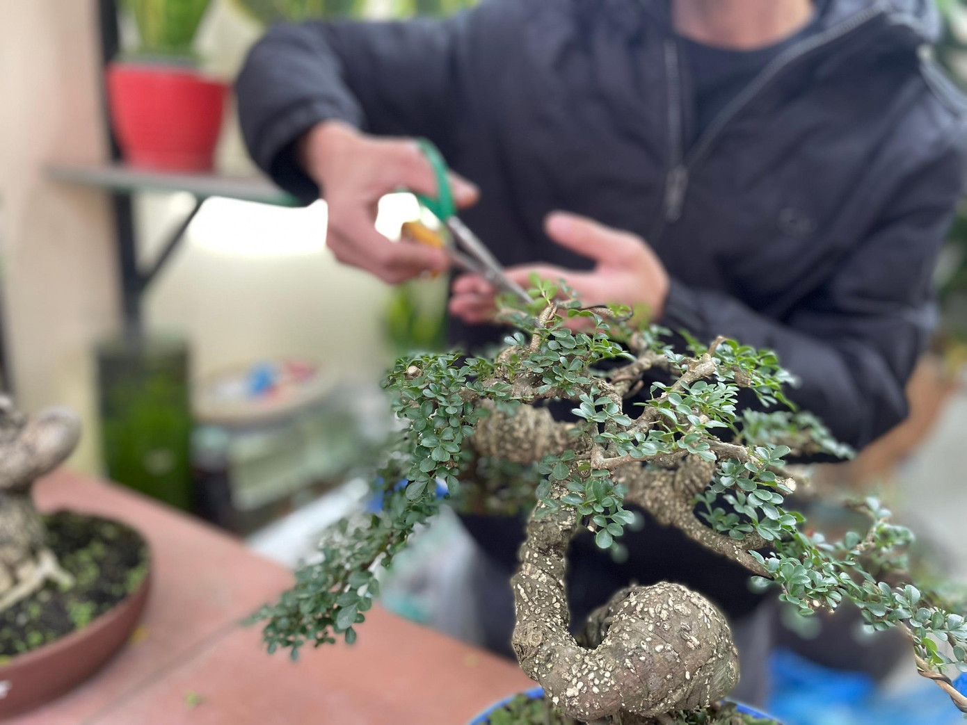 Theo anh Dũng, cứ khoảng 15 tháng chạp, cửa hàng sẽ nhập thêm cây đào, lê, mận để phục vụ nhu cầu của người dân.