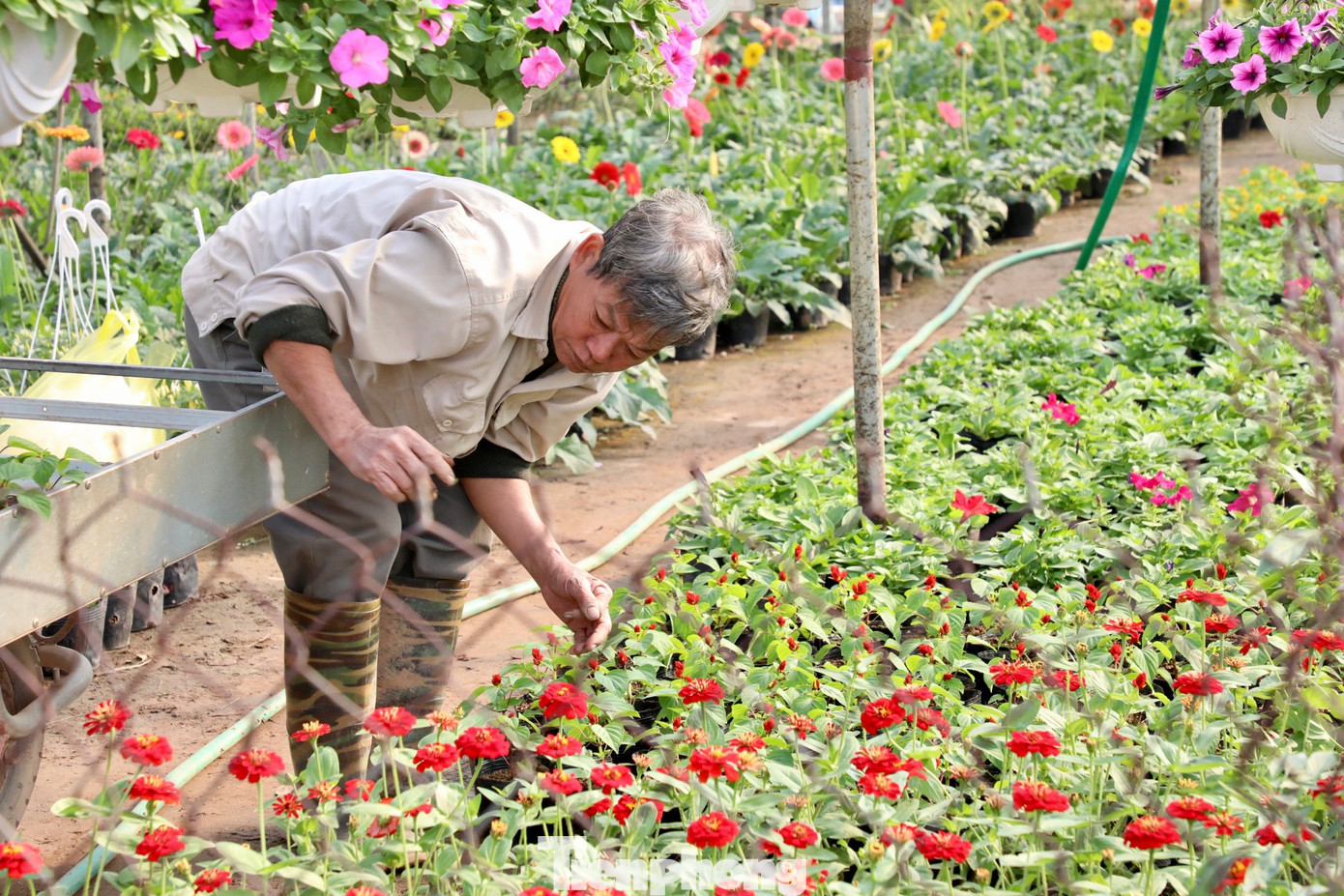 Các nhà vườn tất bật chăm sóc hoa phục vụ thị trường hoa Tết Nguyên đán Giáp Thìn đang đến gần.