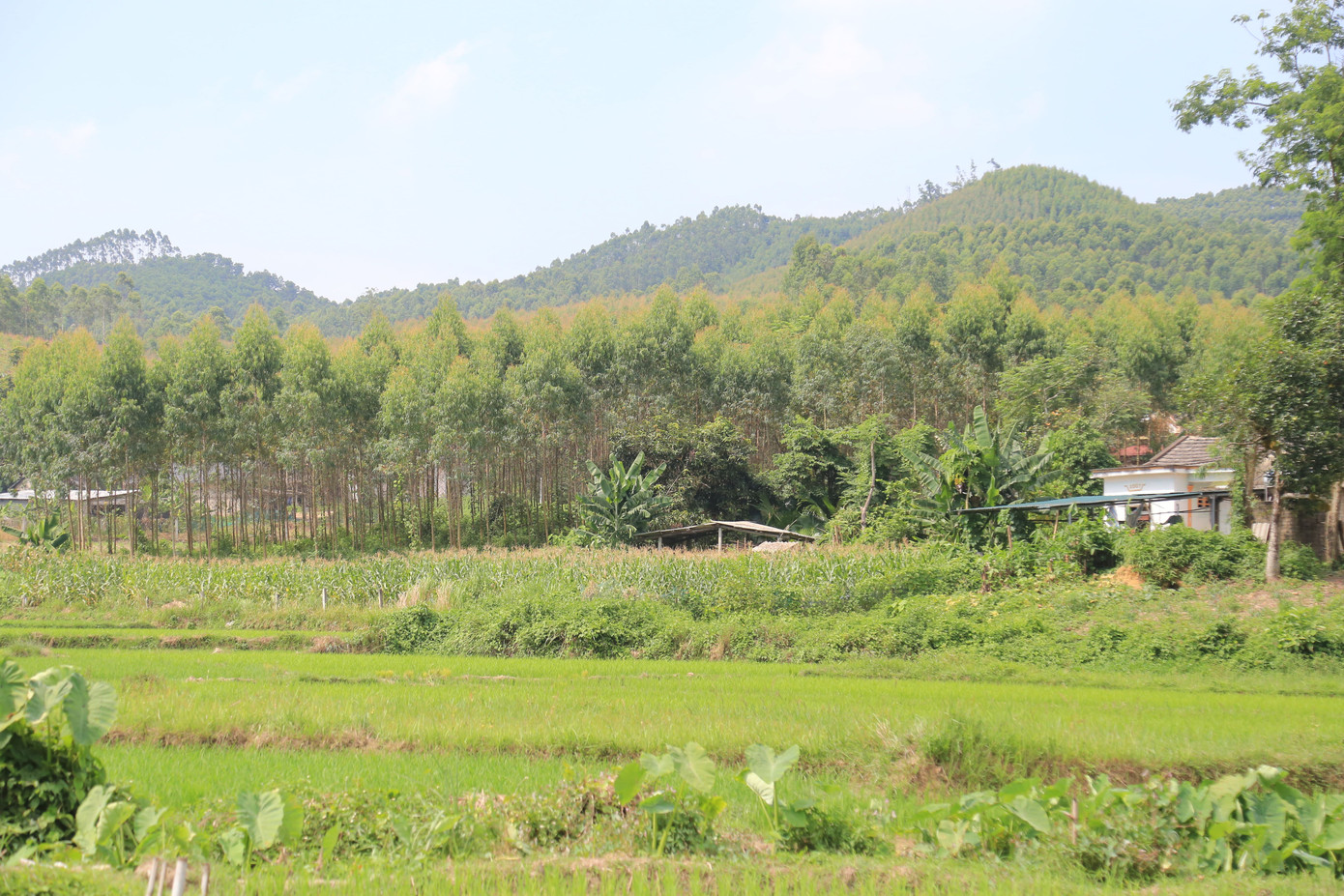 Bên cạnh đó, dù chỉ cách đập thủy lợi Đồng Trại hơn 1km, khoảng 5ha ruộng của hàng chục hộ dân tại các khu vực Kèm Sừ, làng Phúc trong, Phúc ngoài... vẫn thường xuyên rơi vào tình trạng khô hạn do không có hệ thống ống dẫn nước.