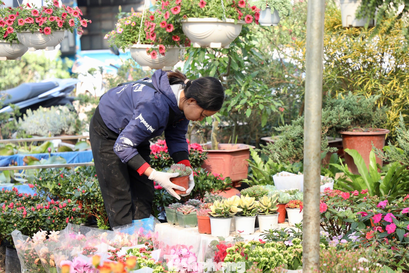 Theo các nhà vườn, thời tiết năm nay khá thuận lợi, hoa nhiều nên giá hoa giảm so với năm trước.