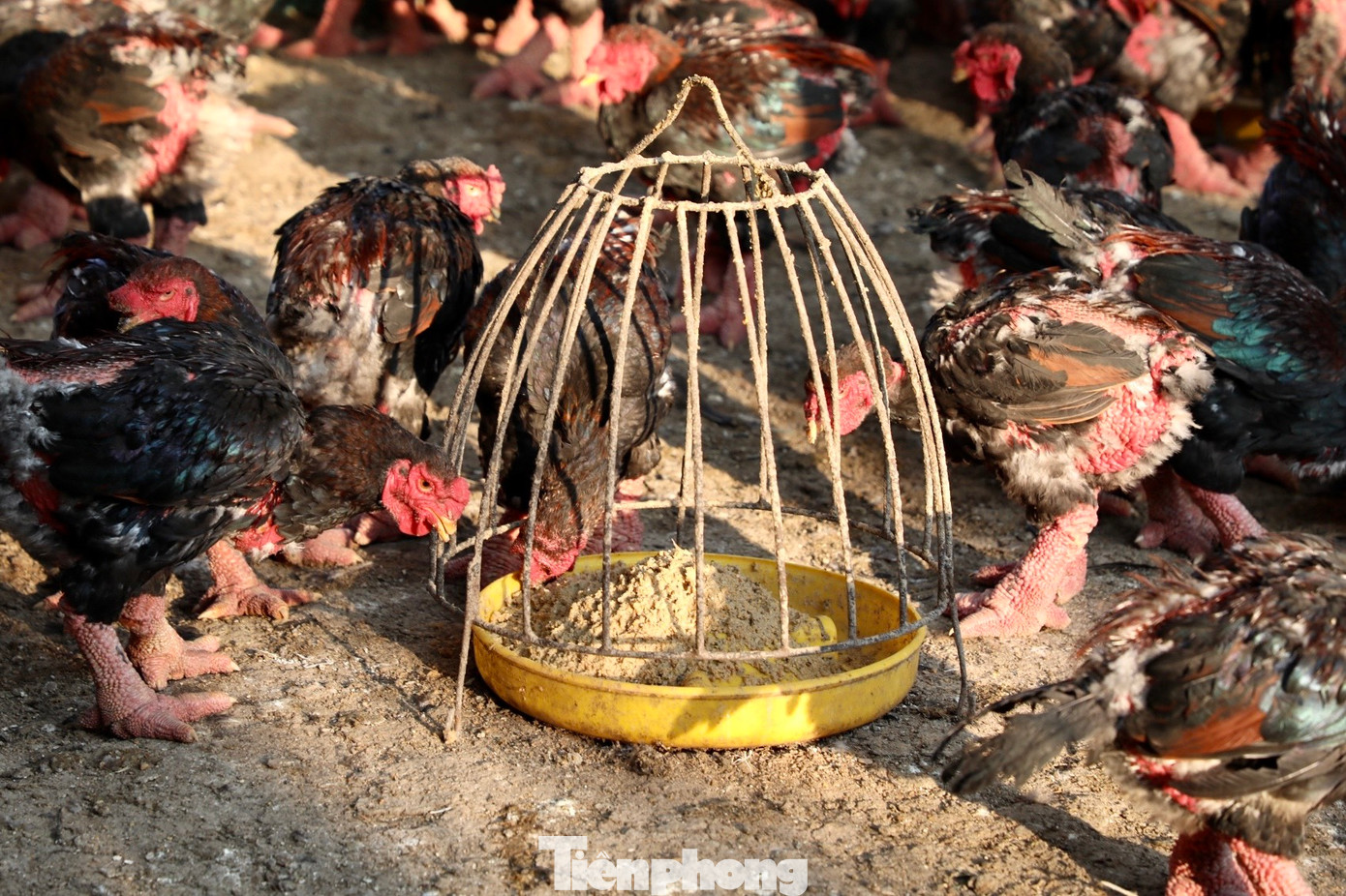 Gà Đông Tảo thương phẩm sẽ có thời gian nuôi từ 6 - 9 tháng tuổi, giá từ 150 - 180.000 đồng/kg. Đối với gà Đông Tảo để biếu, thời gian nuôi thường trên một năm tuổi, tuỳ vào hình thức đẹp, độ chân khủng sẽ có giá từ 350 - 600.000 đồng/kg. Gà Đông Tảo thương phẩm sẽ có thời gian nuôi từ 6 - 9 tháng tuổi, giá từ 150 - 180.000 đồng/kg. Đối với gà Đông Tảo để biếu, thời gian nuôi thường trên một năm tuổi, tuỳ vào hình thức đẹp, độ chân khủng sẽ có giá từ 350 - 600.000 đồng/kg.