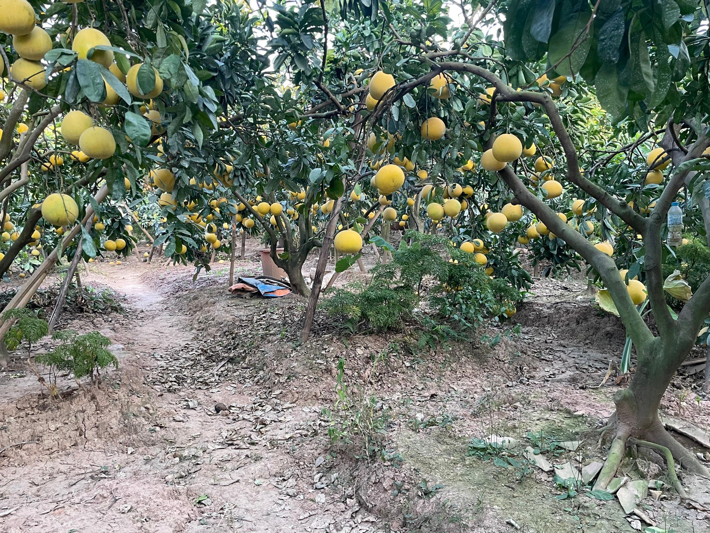 Vườn bưởi nhà ông Mỹ cung cấp 2 loại bưởi ra thị trường. Một là giống bưởi tháng mười, có màu vàng nhạt, ăn thanh, ngọt nhưng không đậm bằng giống bưởi thu hoạch vào tháng 11, 12 âm lịch.