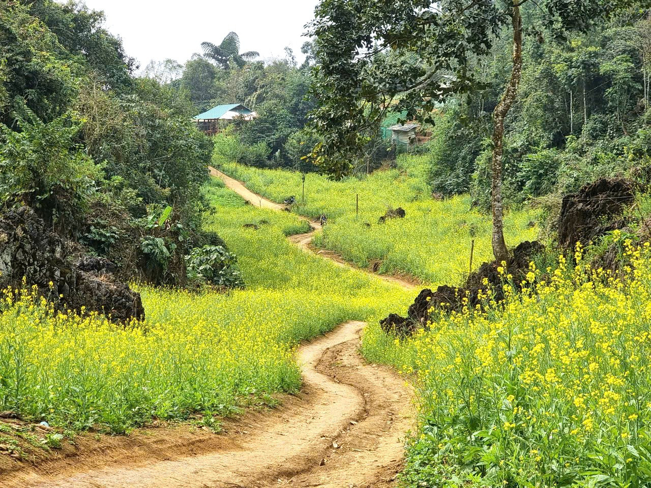 Hoa cải vàng thuộc dòng thân thảo, có chiều cao trung bình khoảng từ 35-65 cm, cây mọc thẳng đứng, màu xanh nhạt, hoa có màu vàng.