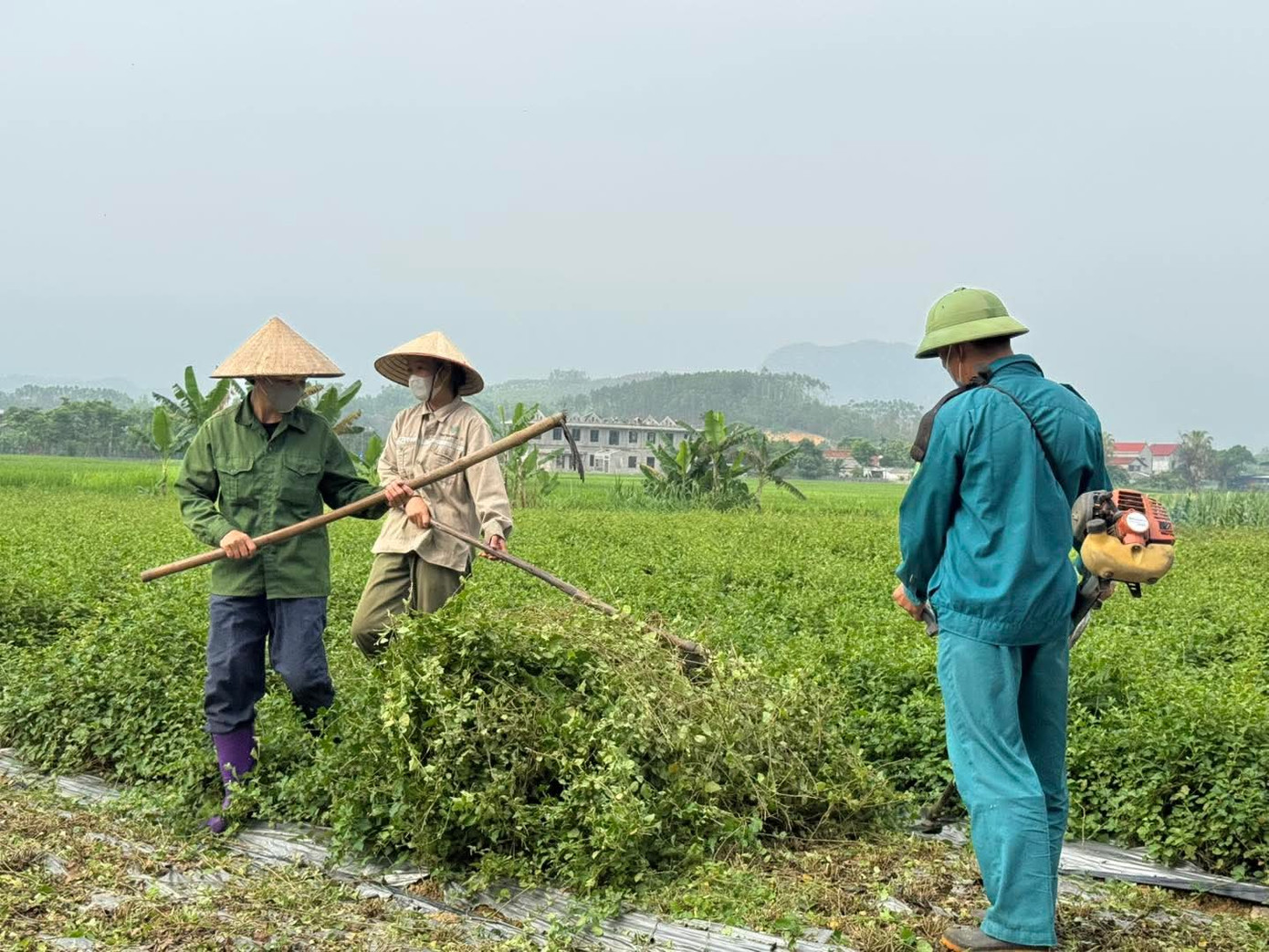 Người dân xã Hợp Hòa thu hoạch cà gai leo. Người dân xã Hợp Hòa thu hoạch cà gai leo.