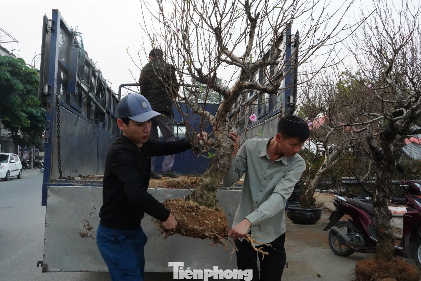 Những xe chở cây cảnh về liên tục để phục vụ nhu cầu mua sắm của người dân.