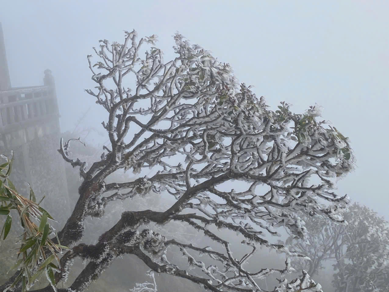 "Không khí giá lạnh bao trùm nhưng không làm giảm đi sự hào hứng của du khách. Nhiều du khách rất bất ngờ và thích thú khi may mắn đến đỉnh Fansipan đúng ngày có băng", đại diện truyền thông Fansipan Legend chia sẻ.