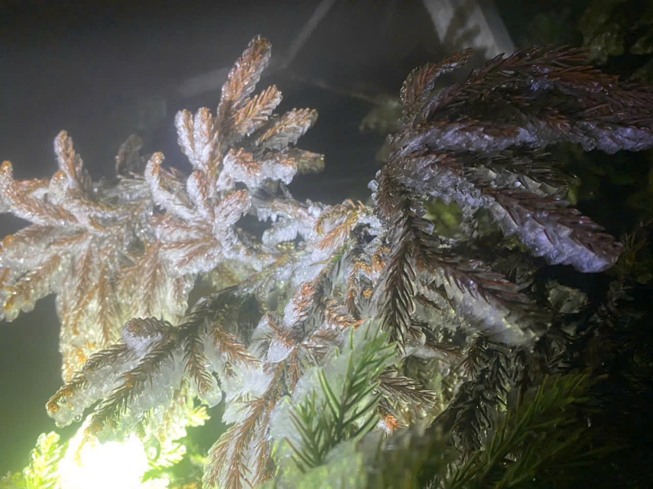 Lớp băng dày bao phủ cây cối trên đỉnh Fansipan.