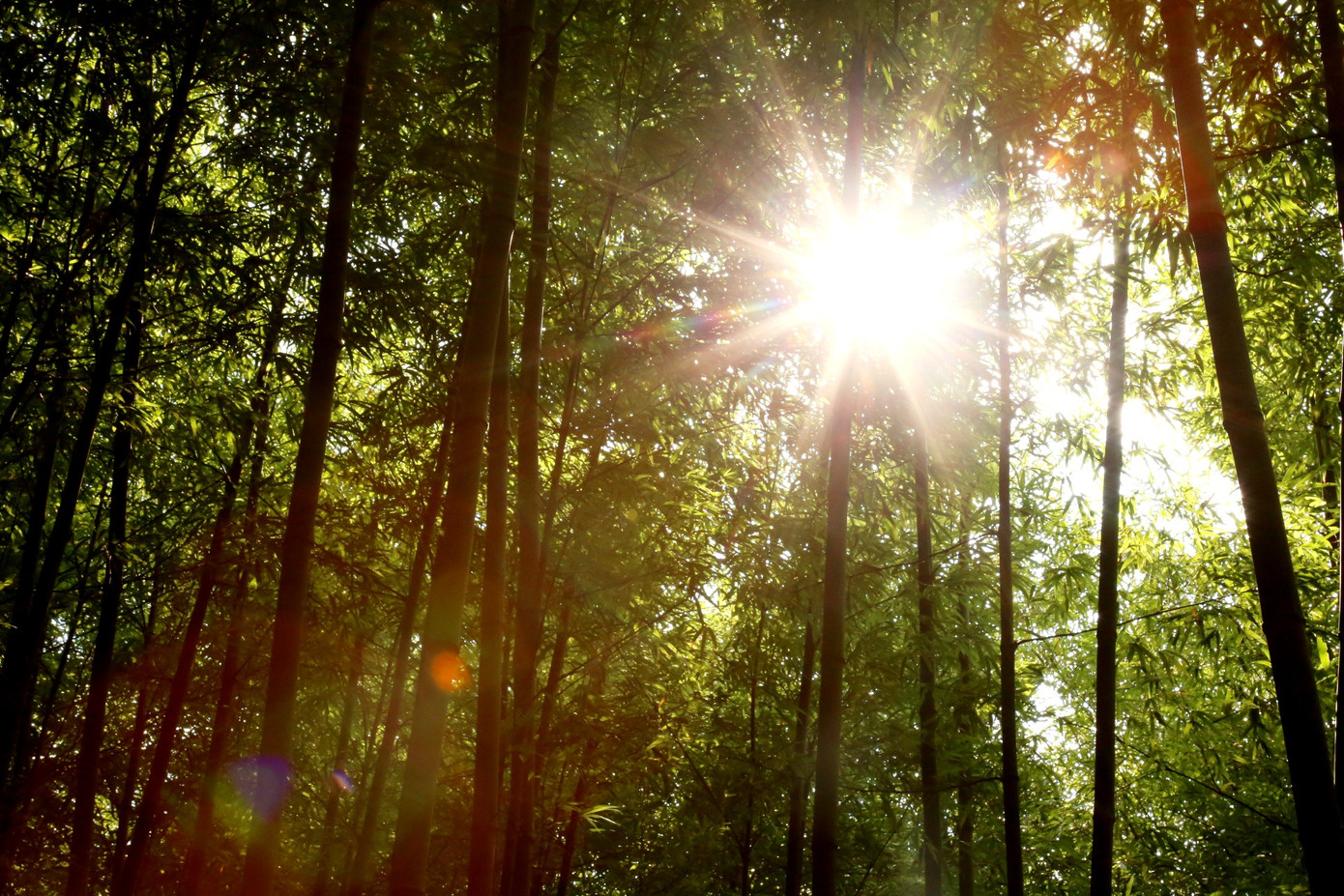 Những tia nắng mặt trời xuyên qua từng kẽ lá, tạo nên những vệt sáng lung linh nhảy múa trên nền đất.