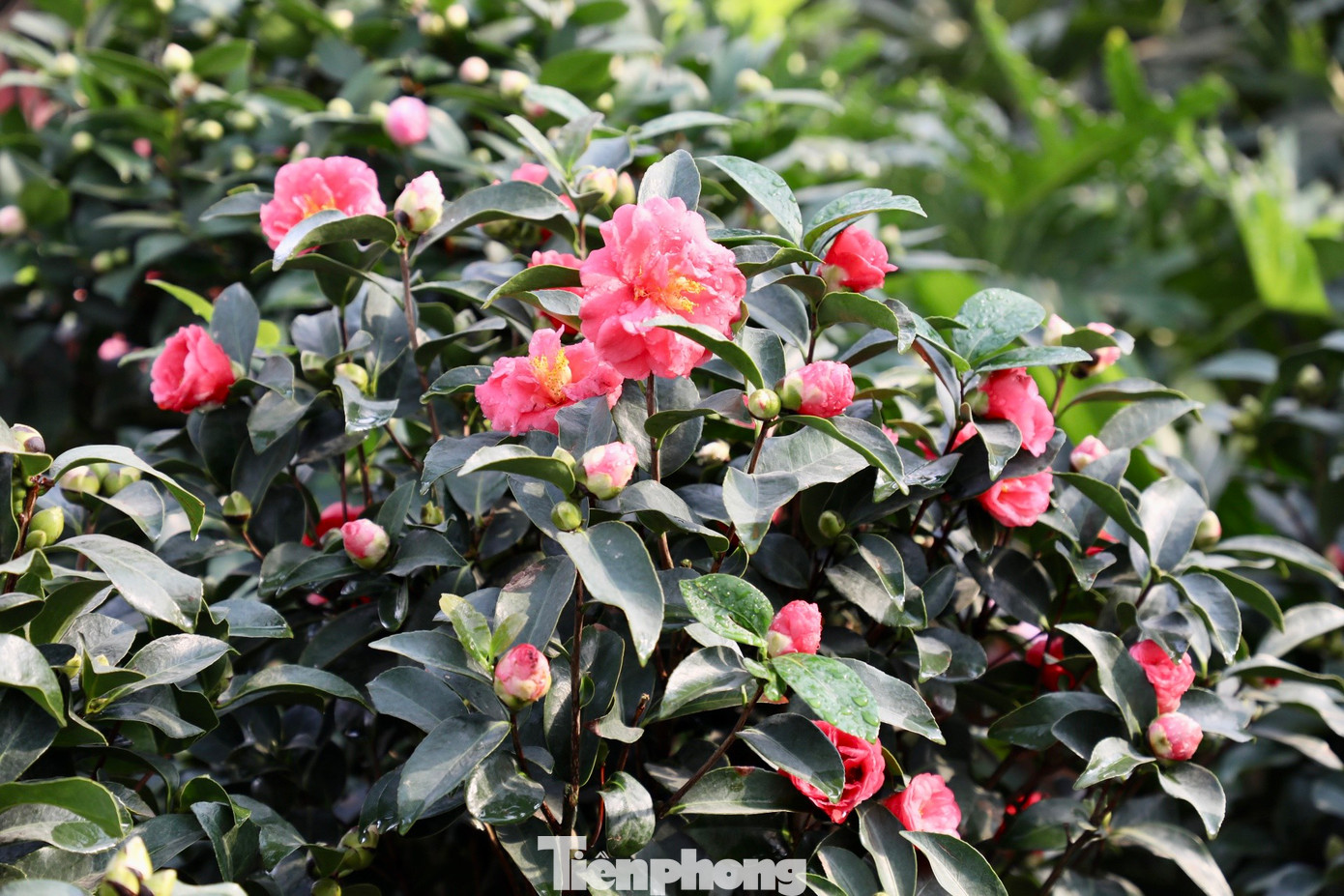 Các loại hoa nhập khẩu như hoa hồng ngoại, phong lộc hoa, hoa trà tứ quý,... cũng được nhiều người yêu hoa ưa thích.