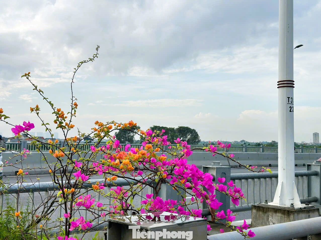 Nhưng chỉ sau một thời gian ngắn, các cây hoa giấy đã bung nở, vươn mình mạnh mẽ.