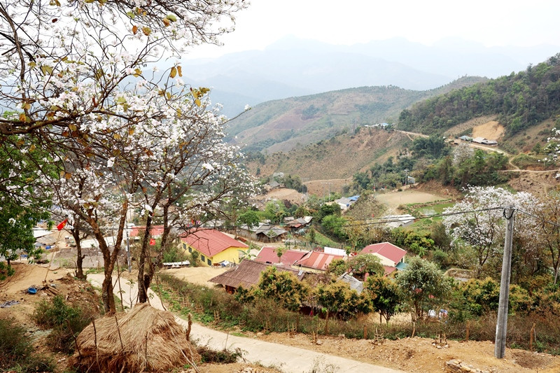 Hoa ban khoe sắc rực rỡ trên các tuyến đường của tỉnh Điện Biên.