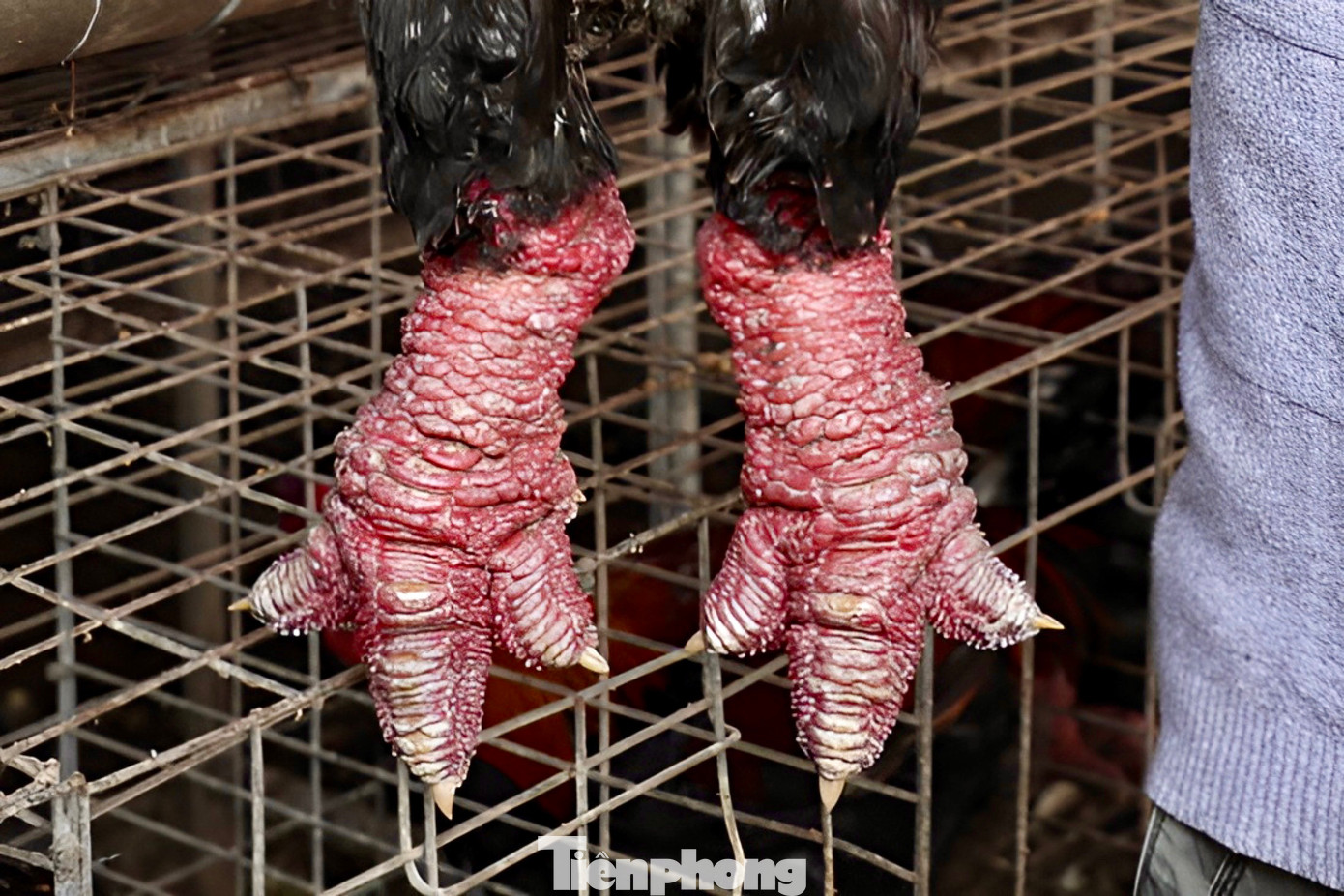 “Gà biếu là những con đạt tiêu chuẩn về chất lượng: thịt, nặng cân, chân to và cả đẹp nữa. Trung bình mỗi con sẽ có cân nặng từ 4 - 6kg. Bên cạnh đó, có những con lên tới 7kg, chân to như lon bia”, anh Nam cho hay. “Gà biếu là những con đạt tiêu chuẩn về chất lượng: thịt, nặng cân, chân to và cả đẹp nữa. Trung bình mỗi con sẽ có cân nặng từ 4 - 6kg. Bên cạnh đó, có những con lên tới 7kg, chân to như lon bia”, anh Nam cho hay.