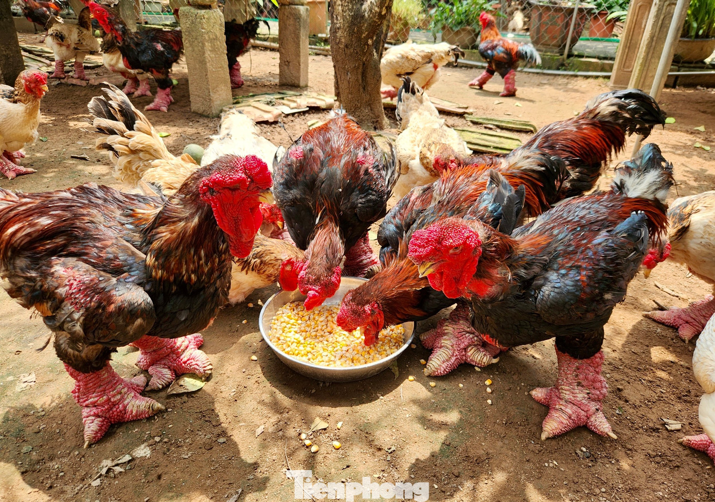 Có thâm niên nuôi gà Đông Tảo gần 20 năm, anh Lê Quang Thắng, Giám đốc Hợp tác xã Chăn nuôi và kinh doanh gà Đông Tảo cho biết: Đông Tảo là một giống gà quý hiếm, thuần chủng của Việt Nam, đem lại giá trị kinh tế gấp hơn nhiều lần so với các loại gà thông thường khác. Để có những con gà Đông Tảo hình dáng đẹp, thịt ngon, nông dân mất rất nhiều thời gian nuôi. Có thâm niên nuôi gà Đông Tảo gần 20 năm, anh Lê Quang Thắng, Giám đốc Hợp tác xã Chăn nuôi và kinh doanh gà Đông Tảo cho biết: Đông Tảo là một giống gà quý hiếm, thuần chủng của Việt Nam, đem lại giá trị kinh tế gấp hơn nhiều lần so với các loại gà thông thường khác. Để có những con gà Đông Tảo hình dáng đẹp, thịt ngon, nông dân mất rất nhiều thời gian nuôi.