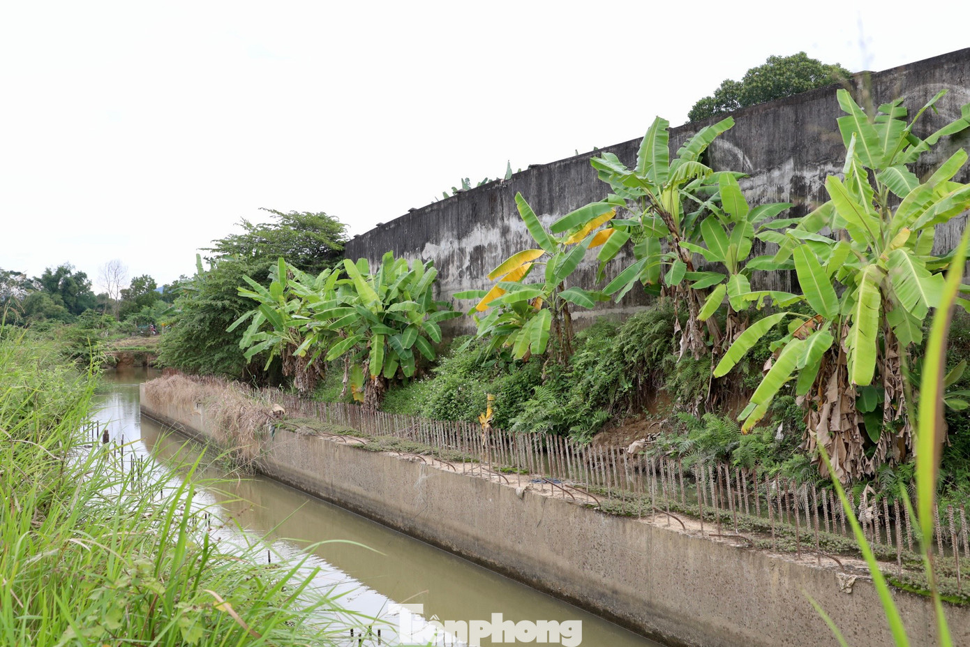 Dọc bờ sông, cỏ cây mọc phủ kín dự án.