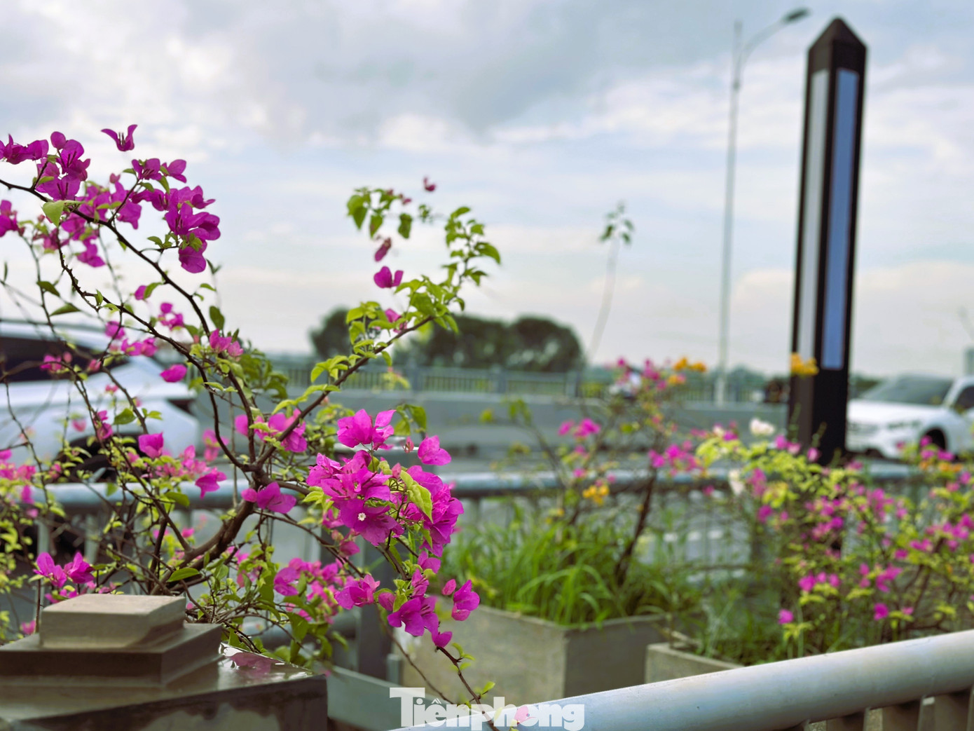 Dù được trồng tại cầu Vĩnh Tuy, nơi đón gió, bão rất mạnh nhưng nhờ vào những đặc điểm chống chịu tốt của loài cây này, hoa giấy nhanh chóng phục hồi.