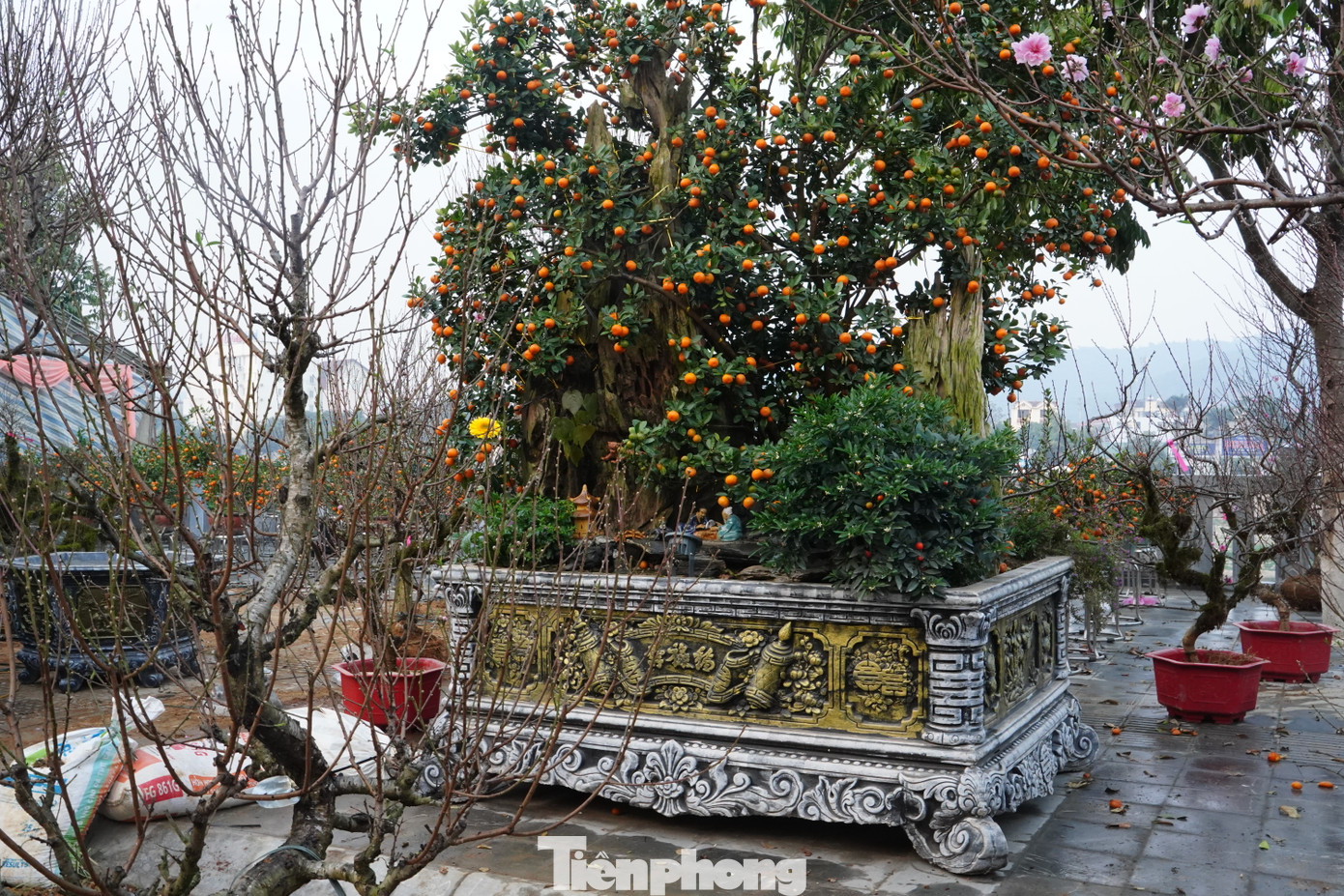 Một số cây đào, quất lớn, có dáng, thế đẹp được bán với giá vài chục triệu đồng. "Khách có thể mua hoặc thuê cây tùy theo nhu cầu. Sáng vừa có khách đã thuê một cây đào với giá 15 triệu đồng", anh Hoàng Cao Thế, 34 tuổi, bán đào, quất ở chợ hoa cho biết.