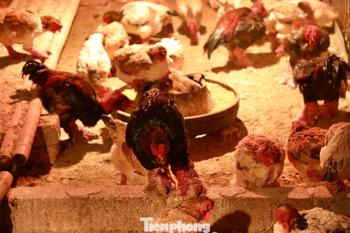 Chuồng trại nuôi gà của gia đình anh được thiết kế theo hướng bán chăn thả. "Tôi phải cải tạo, thiết kế nền chuồng với lớp trấu dày hơn và 2 lớp bạt bọc kín chuồng, đảm bảo không mưa tạt, gió lùa, ẩm ướt. Hệ thống đèn hồng ngoại bật xuyên ngày đêm để giữ nhiệt độ ấm cho chuồng, gà trong suốt mùa đông”, anh Thắng chia sẻ. Chuồng trại nuôi gà của gia đình anh được thiết kế theo hướng bán chăn thả. "Tôi phải cải tạo, thiết kế nền chuồng với lớp trấu dày hơn và 2 lớp bạt bọc kín chuồng, đảm bảo không mưa tạt, gió lùa, ẩm ướt. Hệ thống đèn hồng ngoại bật xuyên ngày đêm để giữ nhiệt độ ấm cho chuồng, gà trong suốt mùa đông”, anh Thắng chia sẻ.