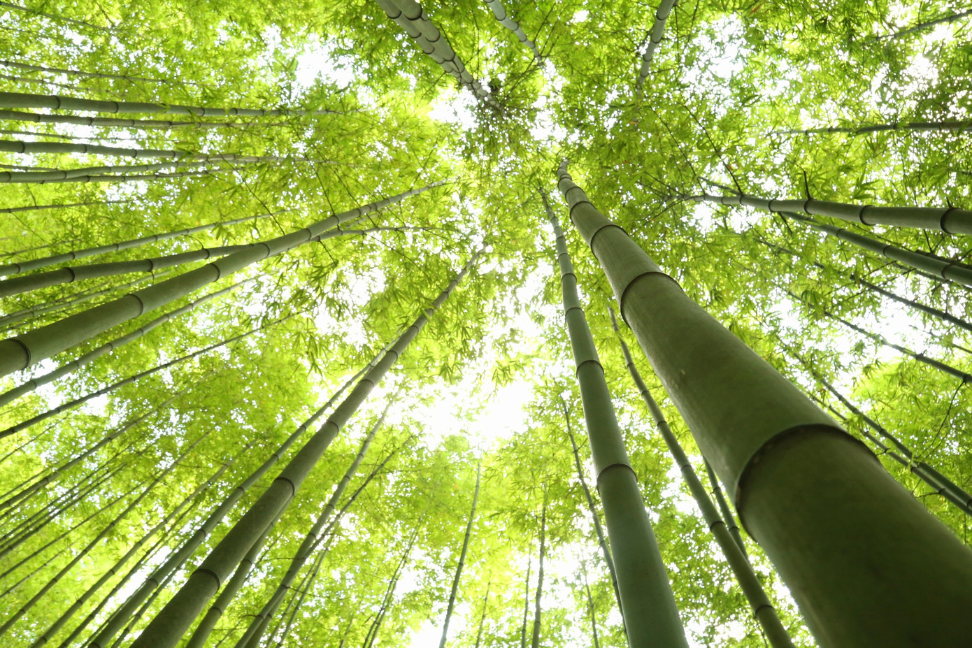 Những cây trúc mọc san sát, vươn cao thẳng tắp, tạo thành một tấm màn xanh mát.