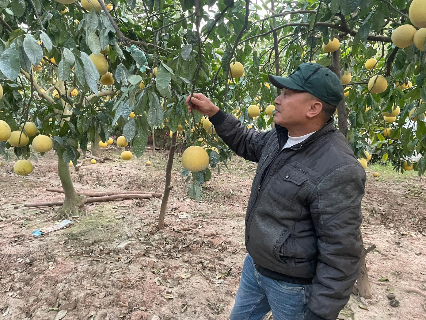 Cũng trên đường Văn Trì, vườn bưởi nhà ông Nguyễn Văn Mỹ, năng suất cũng kém hơn. 30 gốc bưởi năm nay chỉ thu hoạch được 3.500 quả. Nếu năng suất tốt như mọi năm, vườn nhà ông Mỹ có thể cho năng suất đến 5.000 quả.