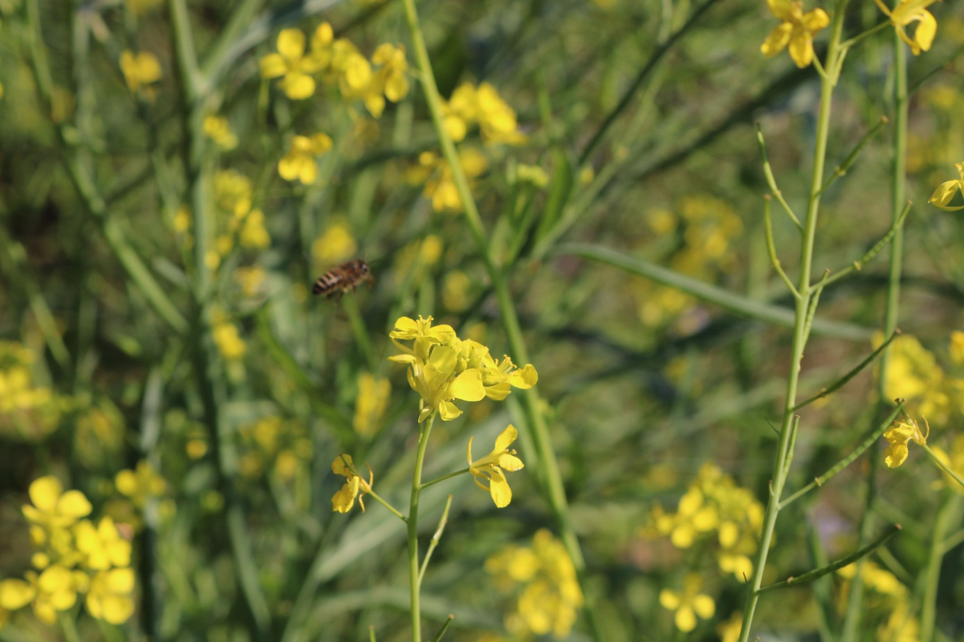 Theo những chủ homestay ở đây, hoa cải thường nở vào tháng 11, 12, để hoa cải nở muộn vào dịp Tết Nguyên đán đến hết tháng Giêng, người dân ở đây phải căn thời gian xuống giống. Hoa nở dịp này cũng là một trong những nét đặc trưng của Suối Giàng.