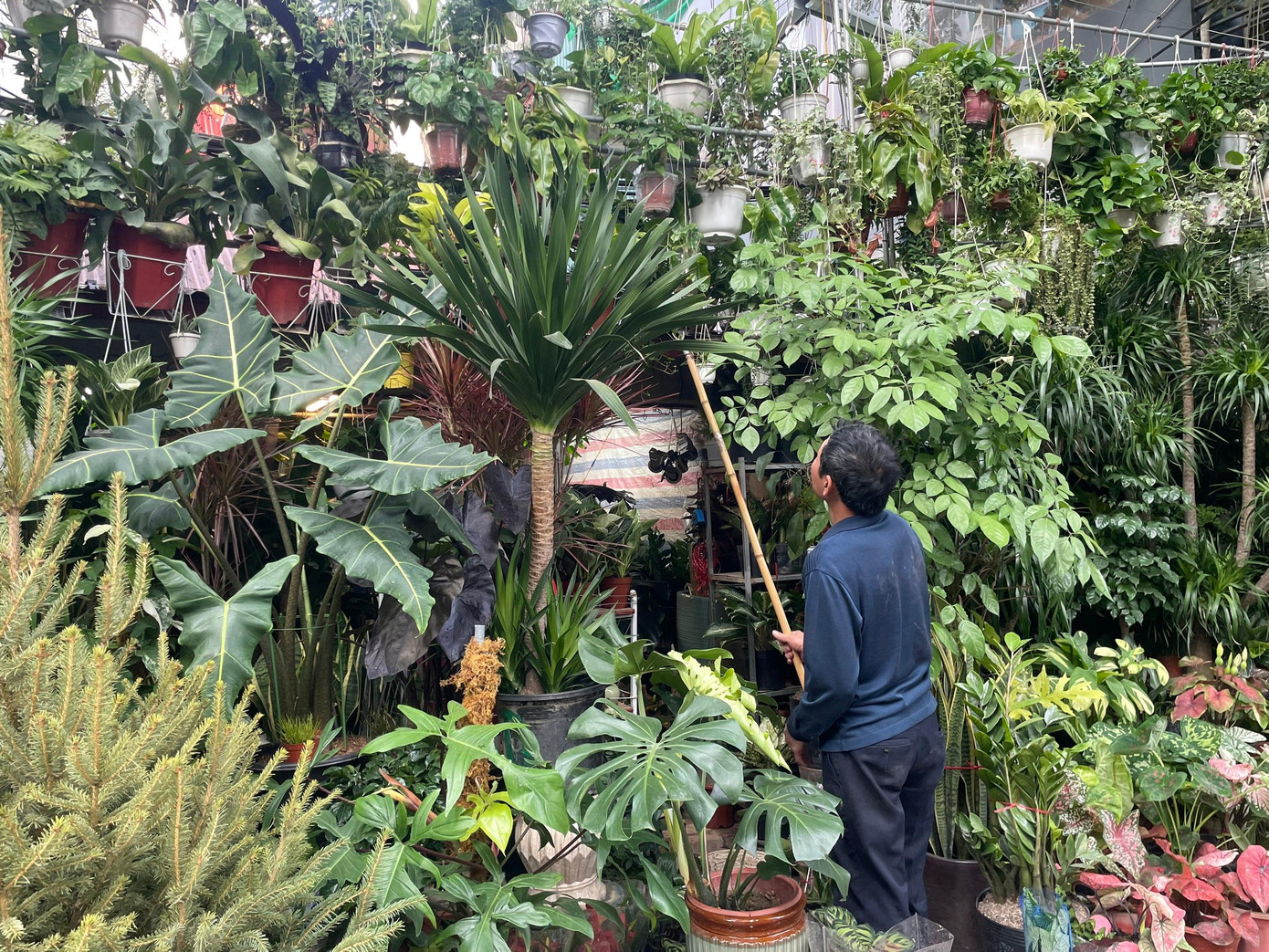 Một tiểu thương khác đang sắp xếp lại những loại "kỳ hoa, dị thảo", như cây phát tài núi, cây môn kiểng, cây vạn niên thanh, lưỡi hổ thủy sinh...