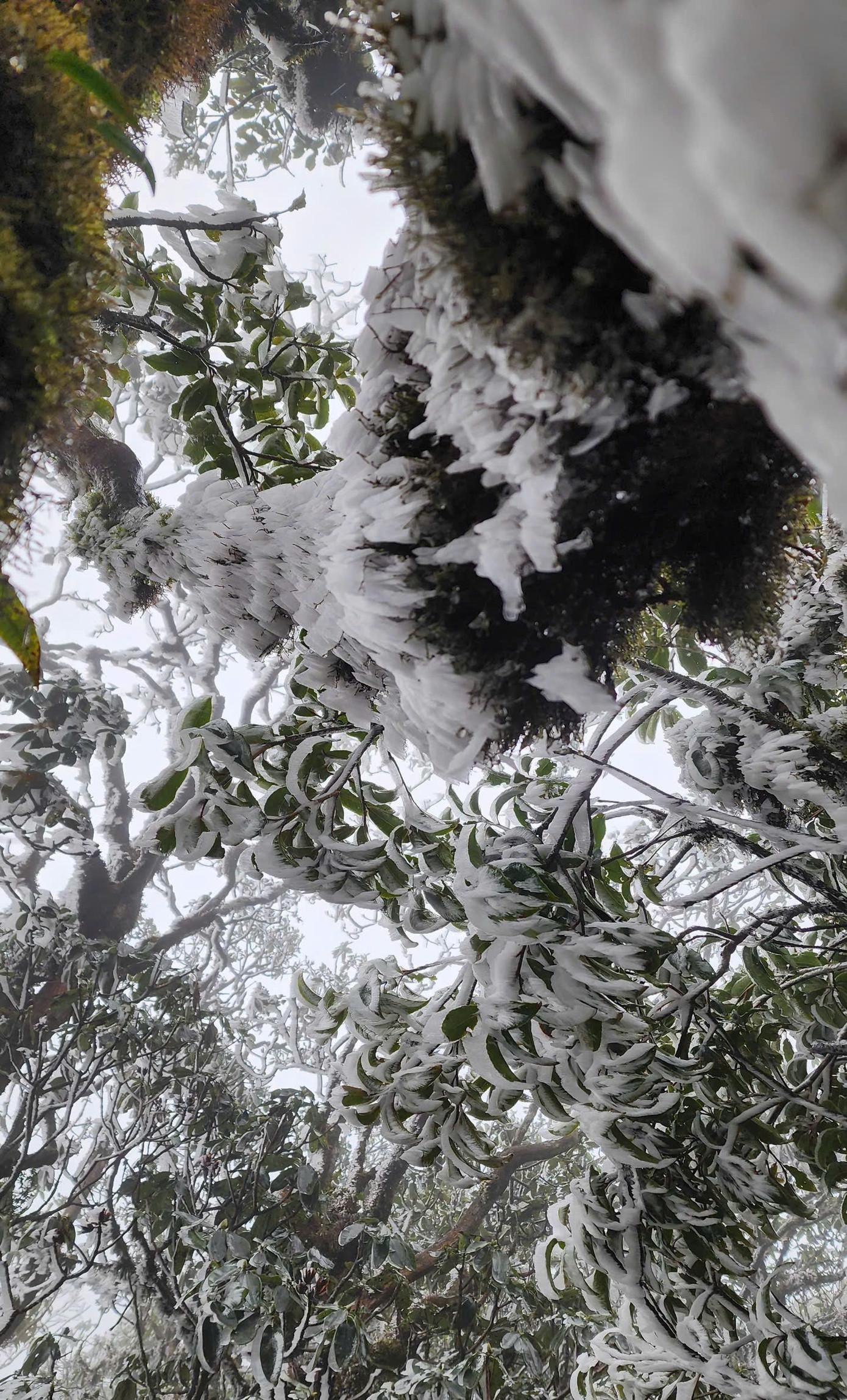 Cảnh tượng băng giá hiếm thấy tạo nên một khung cảnh đầy ấn tượng. Lớp băng trong suốt bao phủ cành cây, ngọn cỏ, lấp lánh dưới ánh mặt trời, tạo nên hiệu ứng lung linh như một bức tranh mùa đông giữa thời điểm cuối tháng Ba. Ảnh: NDCC.