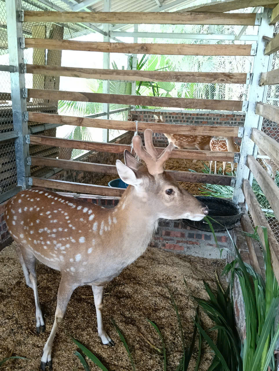 Mô hình chăn nuôi hươu của anh Nguyễn Văn Trụ tại xã Phương Độ, TP Hà Giang. Mô hình chăn nuôi hươu của anh Nguyễn Văn Trụ tại xã Phương Độ, TP Hà Giang.