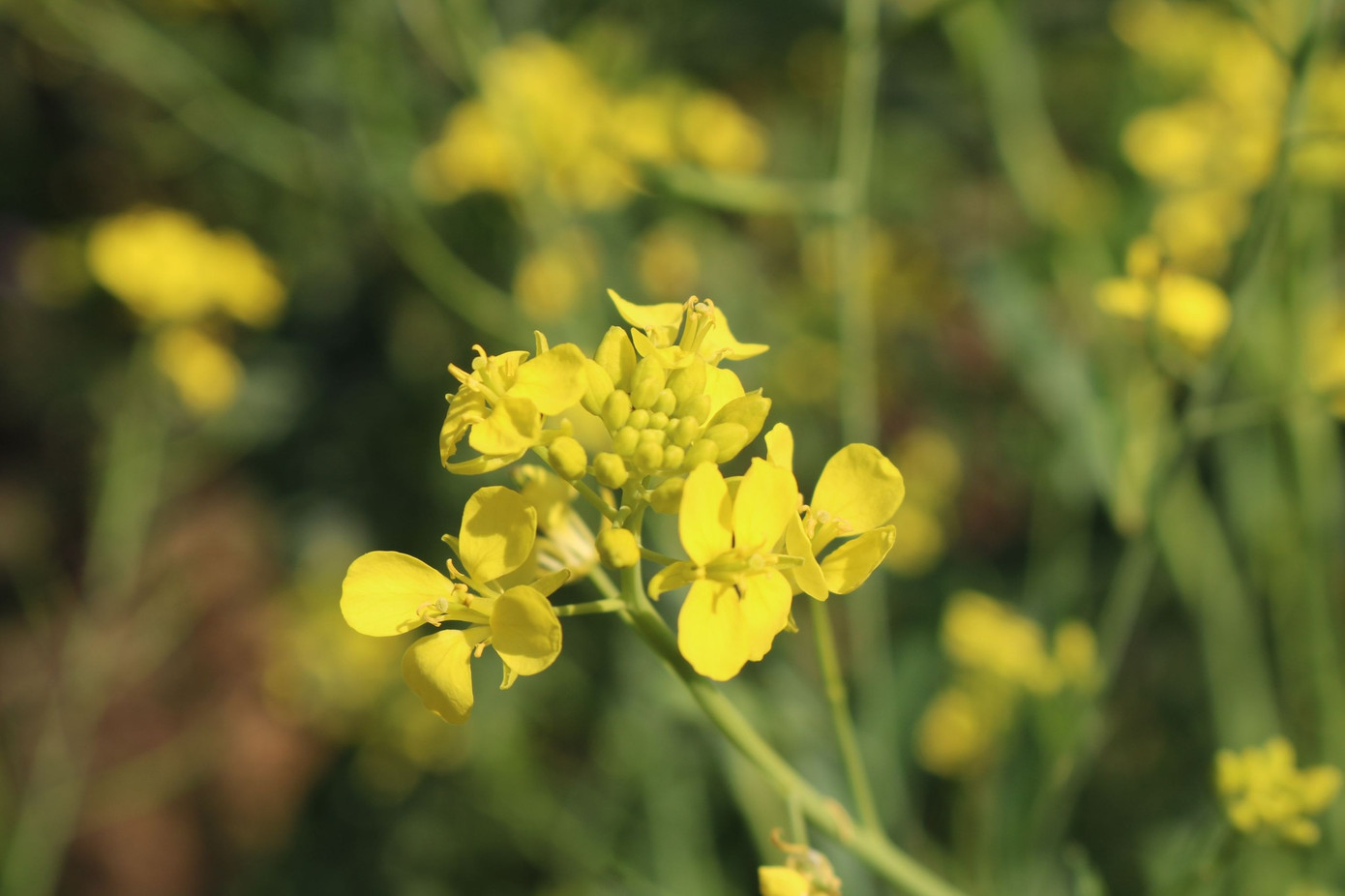 Những cánh hoa cải nhỏ li ti, rung rinh trong gió, tỏa ra hương thơm dịu nhẹ giữa núi rừng.